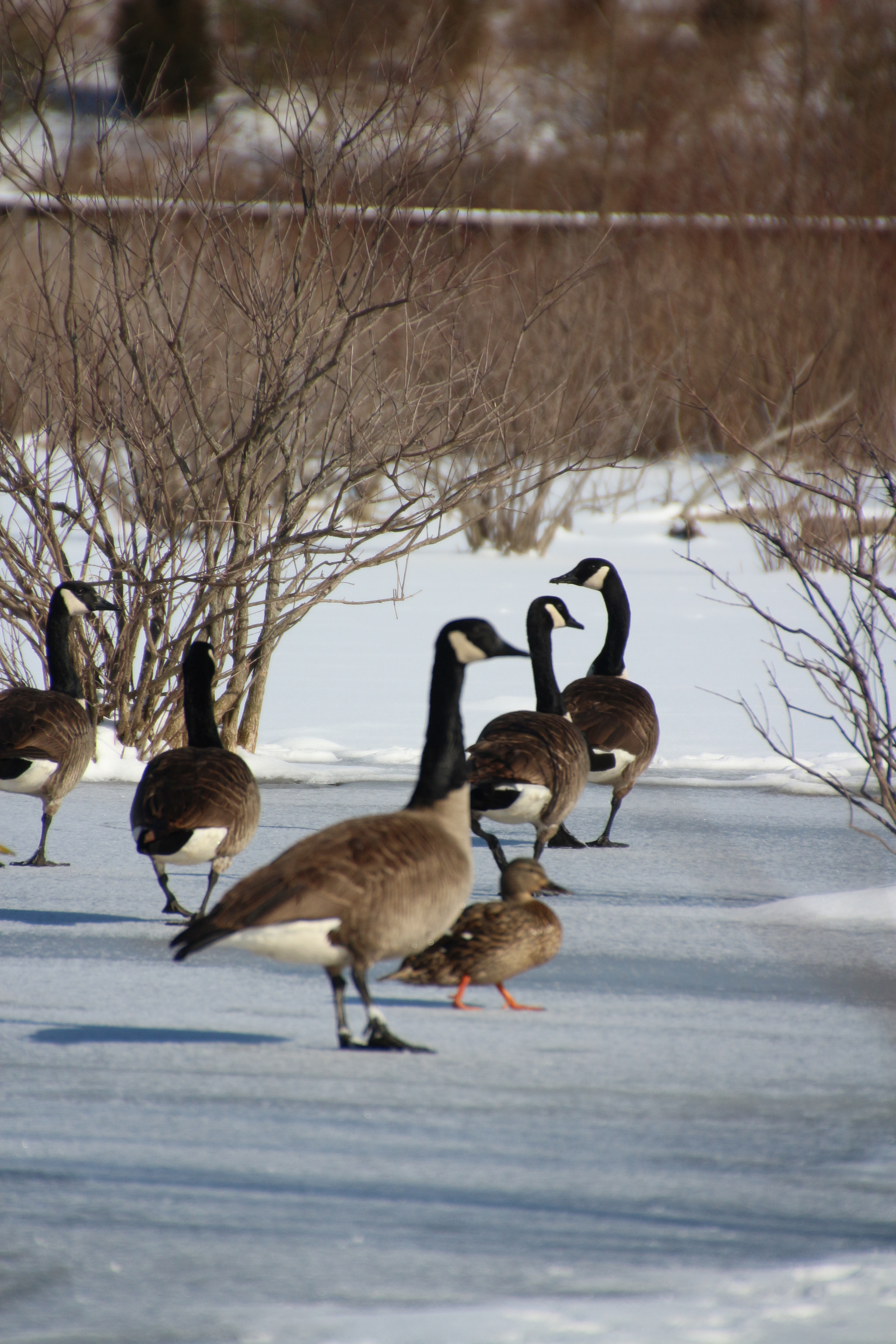 Canon EOS 650D (EOS Rebel T4i / EOS Kiss X6i) sample photo. Winter photography