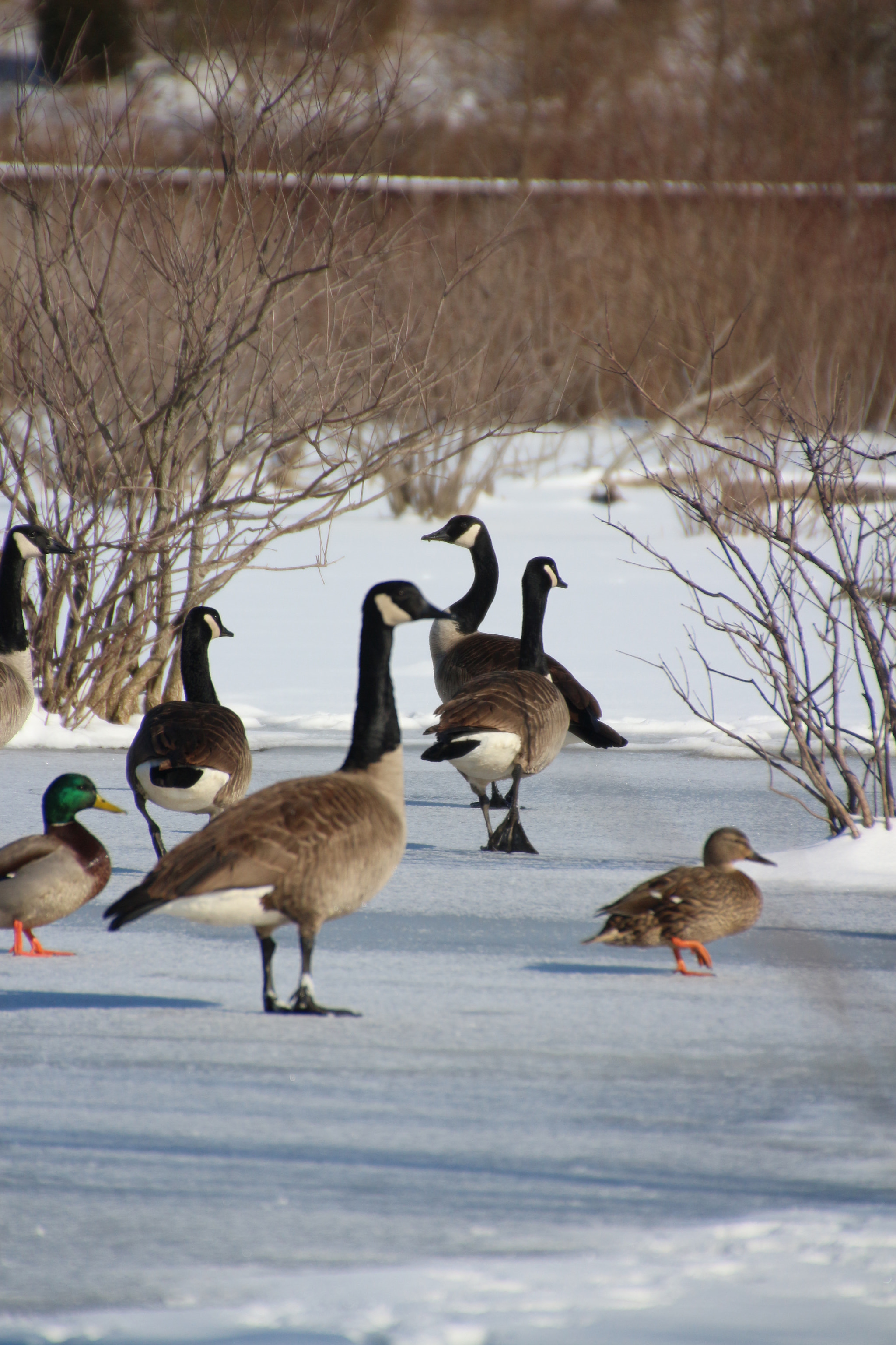 Canon EOS 650D (EOS Rebel T4i / EOS Kiss X6i) sample photo. Winter photography