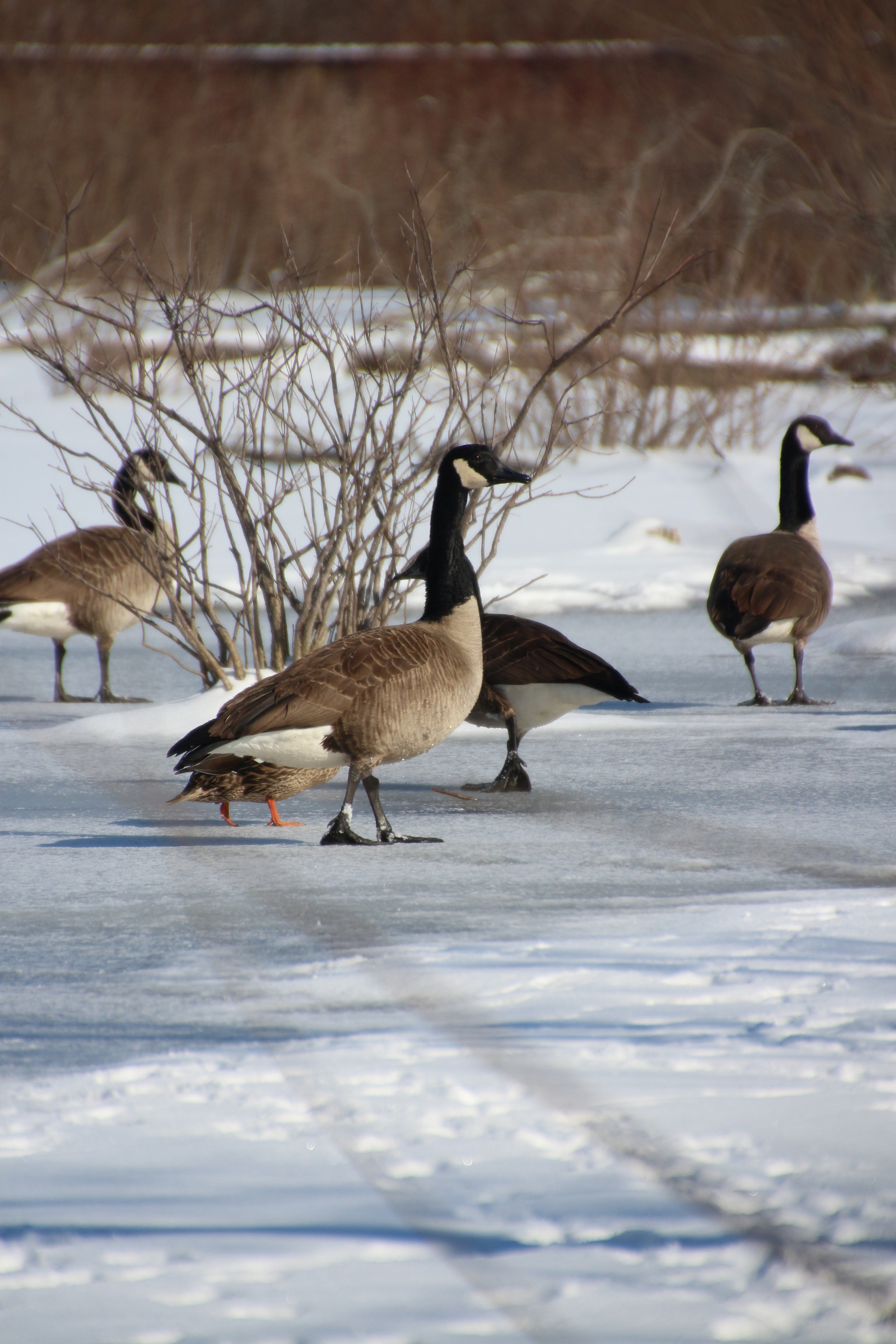 Canon EOS 650D (EOS Rebel T4i / EOS Kiss X6i) sample photo. Winter photography