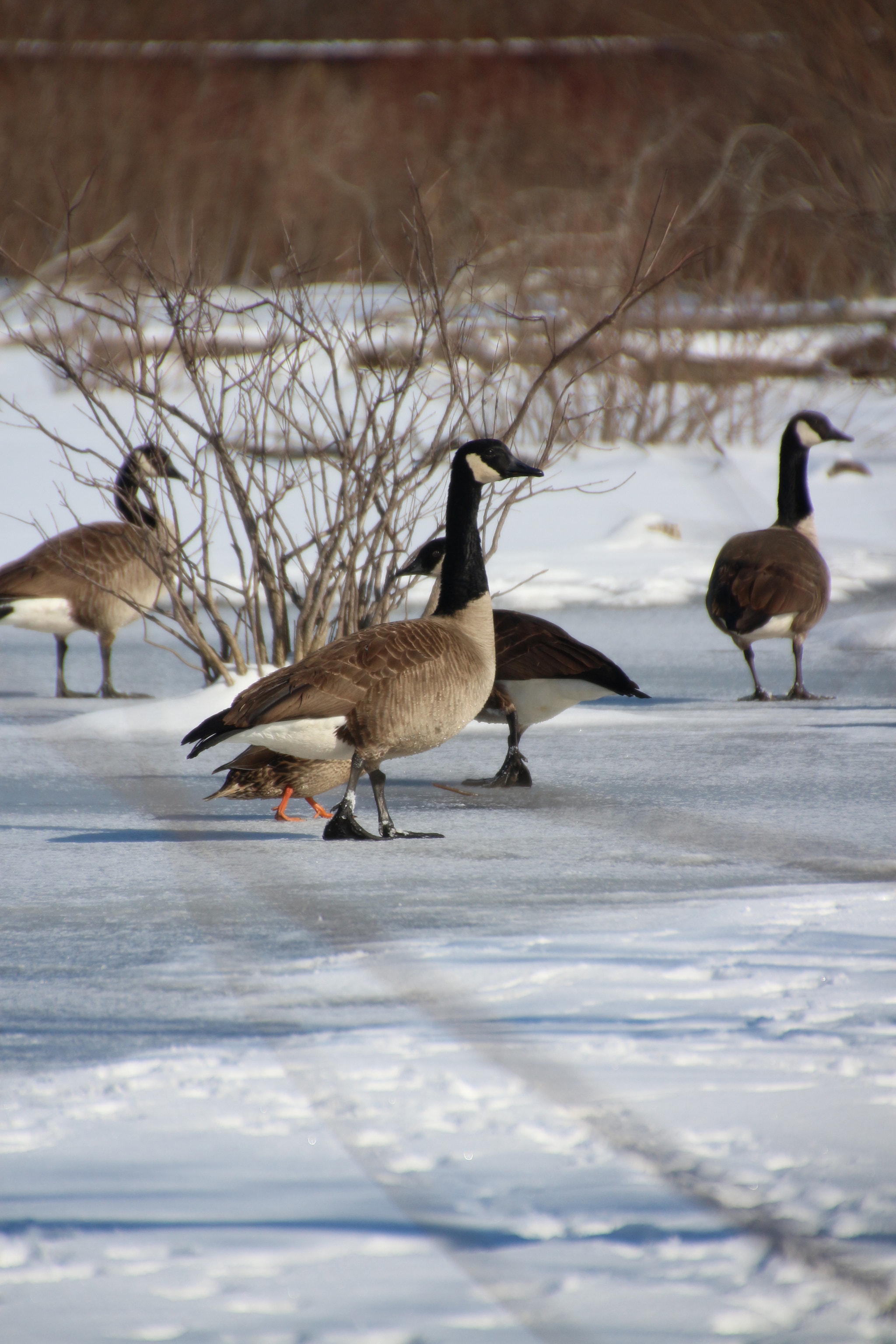 Canon EOS 650D (EOS Rebel T4i / EOS Kiss X6i) sample photo. Winter photography
