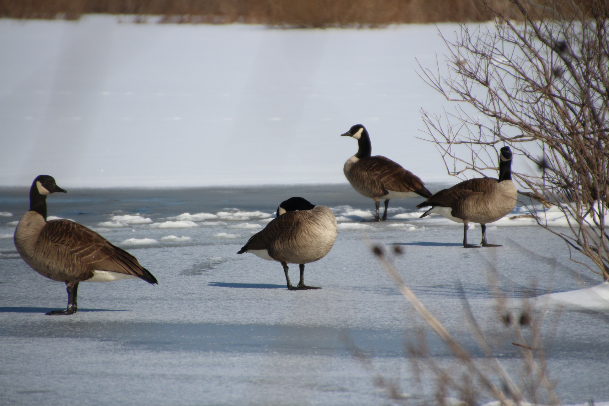 Canon EOS 650D (EOS Rebel T4i / EOS Kiss X6i) sample photo. Winter photography