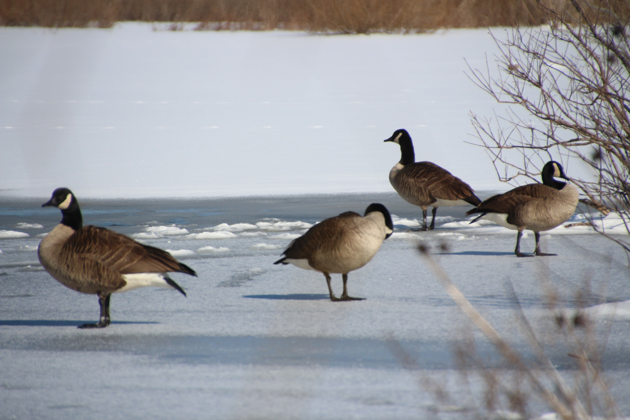 Canon EOS 650D (EOS Rebel T4i / EOS Kiss X6i) sample photo. Winter photography