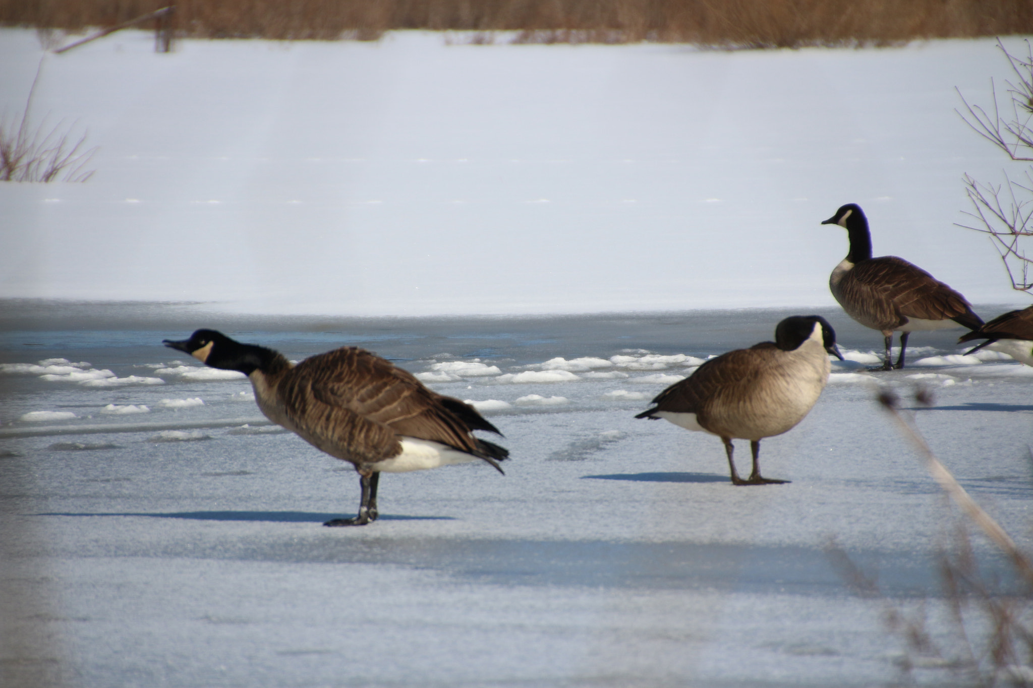 Canon EOS 650D (EOS Rebel T4i / EOS Kiss X6i) sample photo. Winter photography