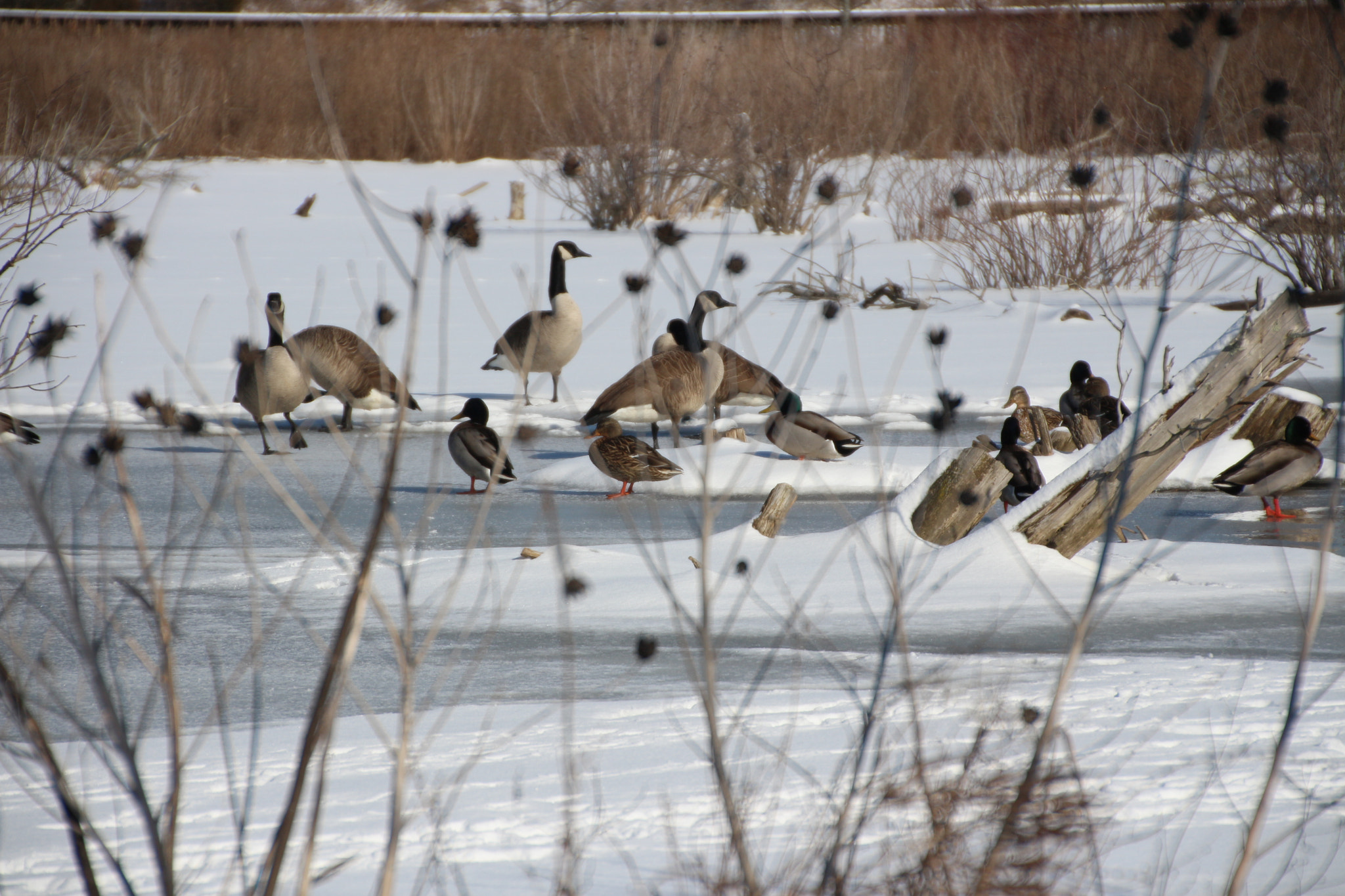 Canon EOS 650D (EOS Rebel T4i / EOS Kiss X6i) + Tamron 18-270mm F3.5-6.3 Di II VC PZD sample photo. Winter photography