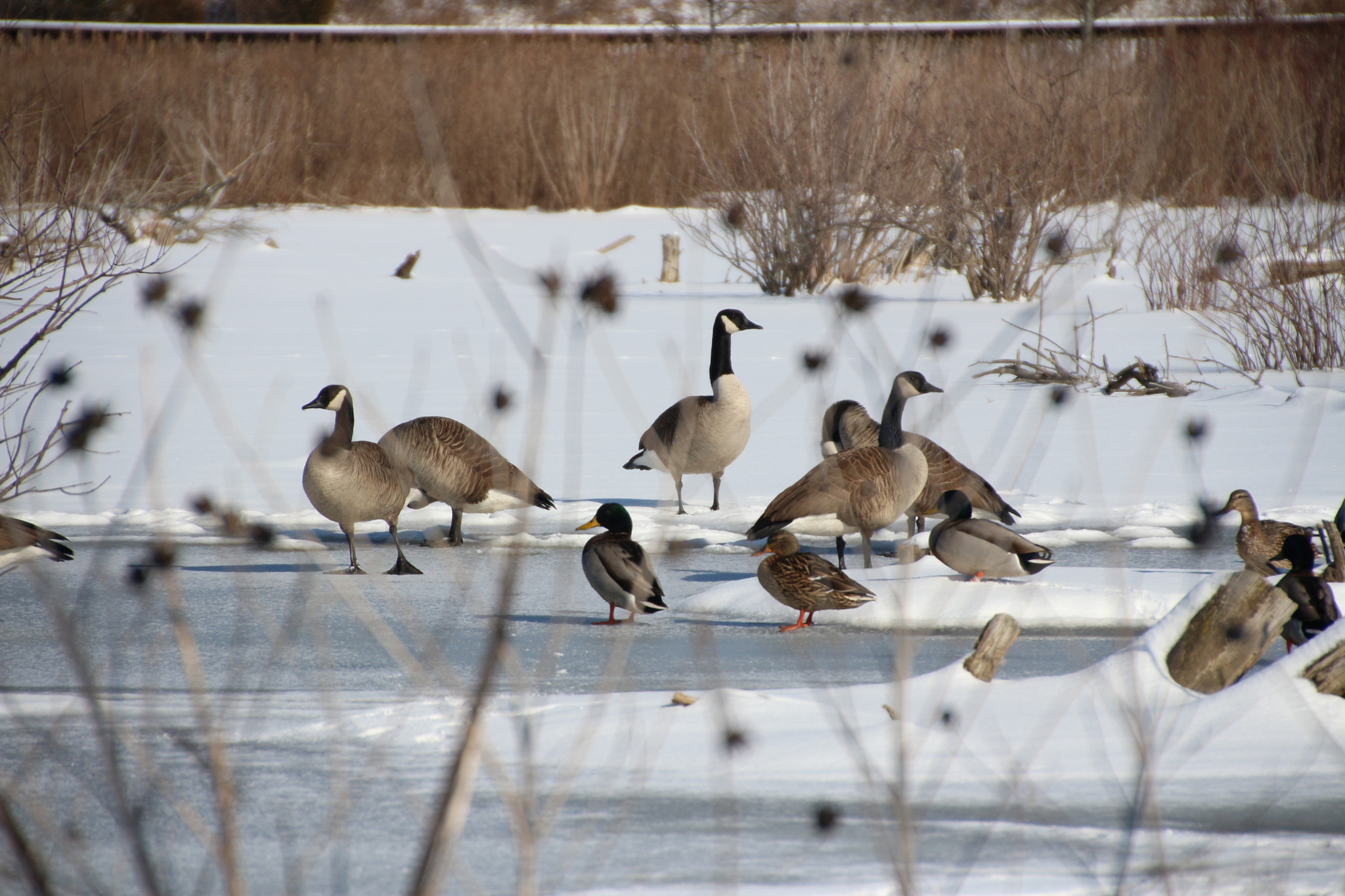 Canon EOS 650D (EOS Rebel T4i / EOS Kiss X6i) sample photo. Winter photography