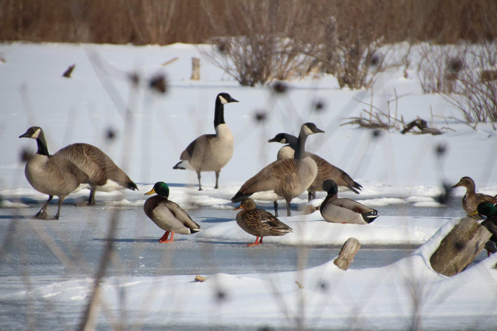 Canon EOS 650D (EOS Rebel T4i / EOS Kiss X6i) sample photo. Winter photography