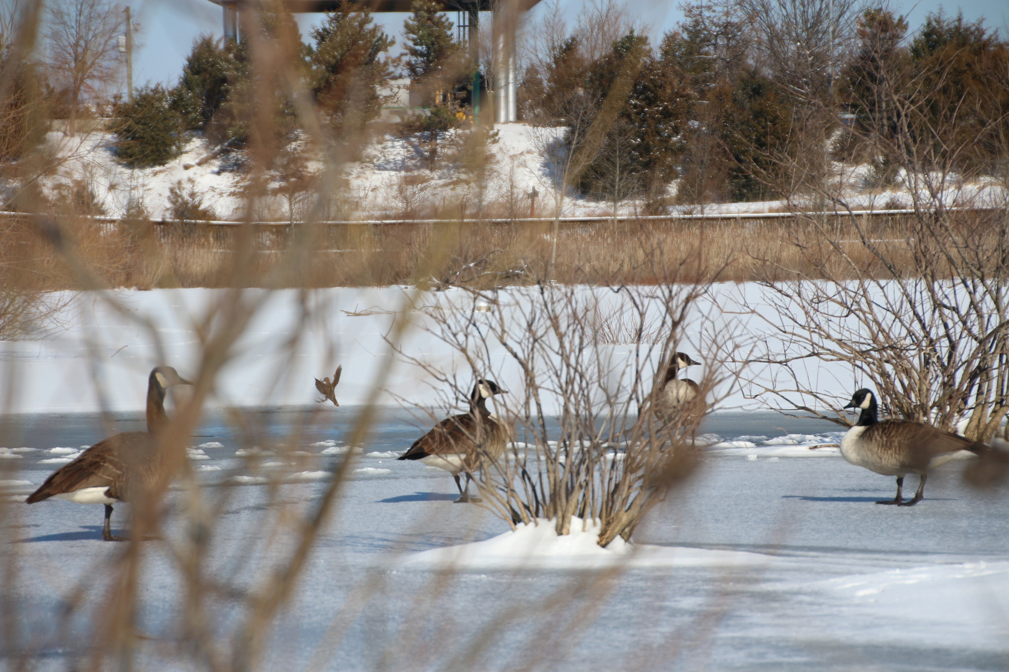 Canon EOS 650D (EOS Rebel T4i / EOS Kiss X6i) sample photo. Winter photography