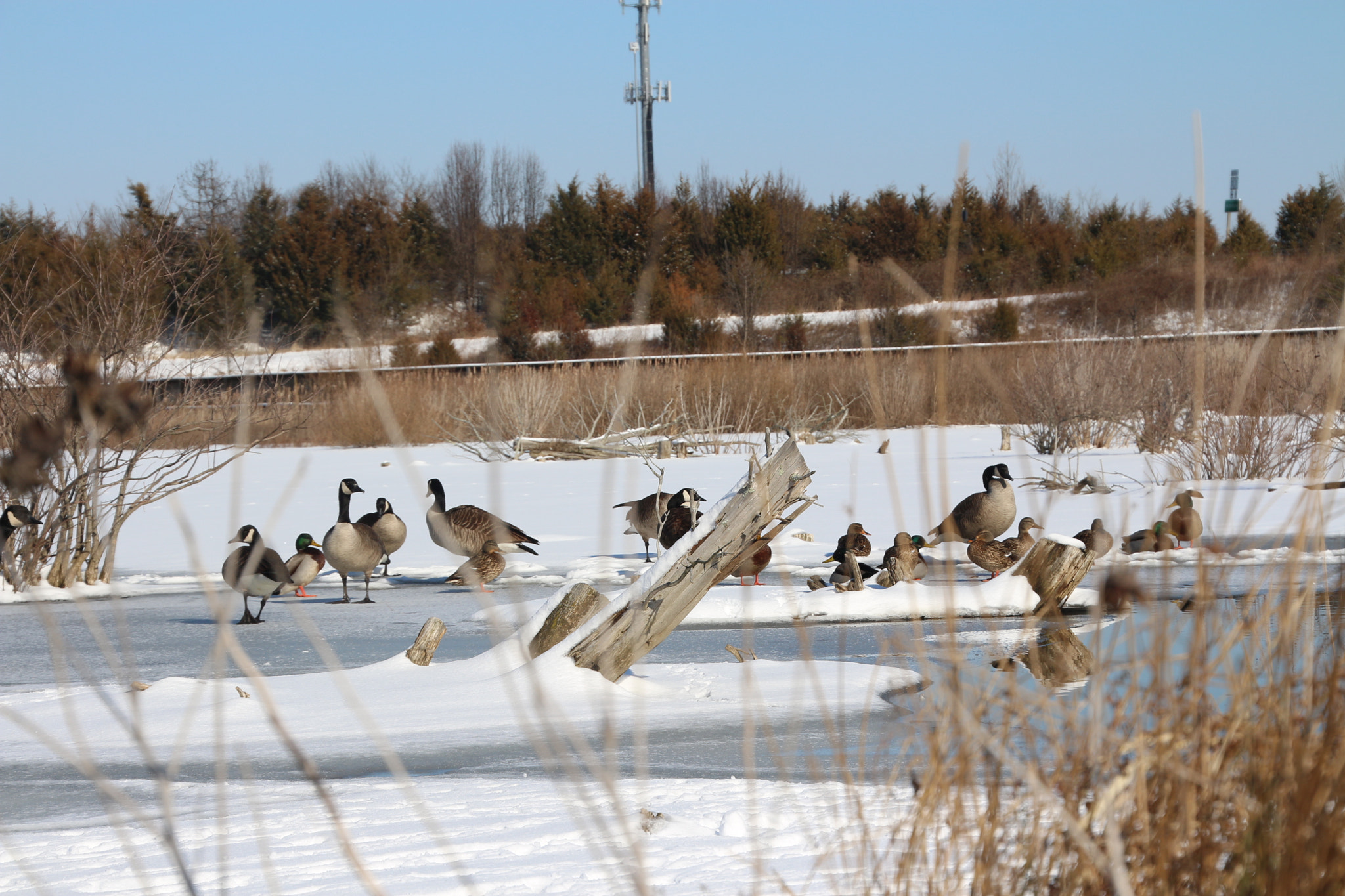 Canon EOS 650D (EOS Rebel T4i / EOS Kiss X6i) sample photo. Winter photography