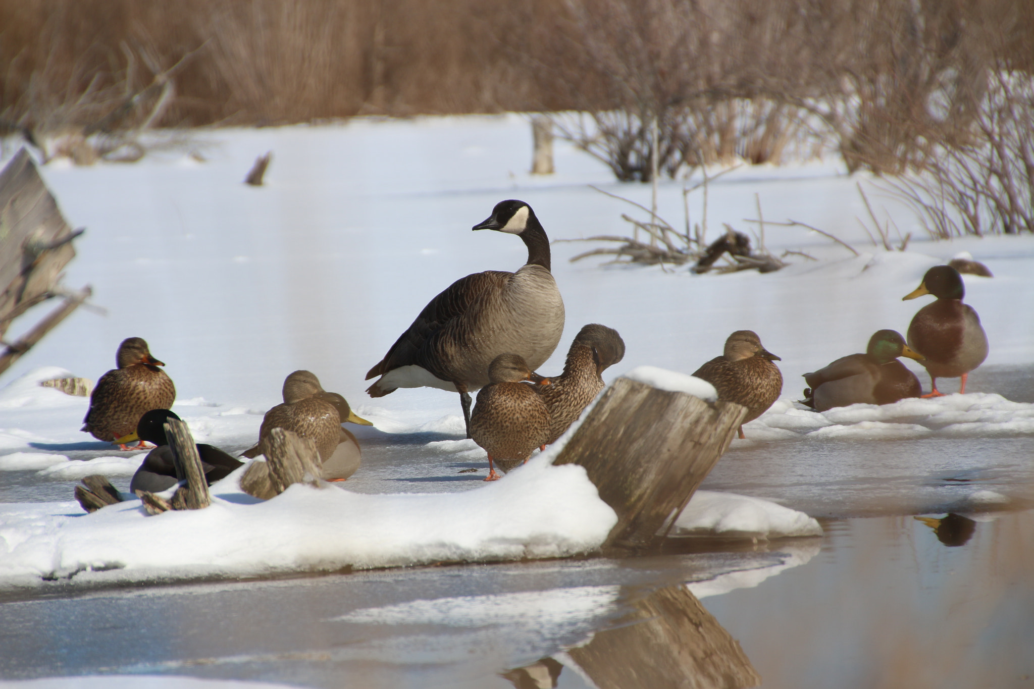 Canon EOS 650D (EOS Rebel T4i / EOS Kiss X6i) sample photo. Winter photography