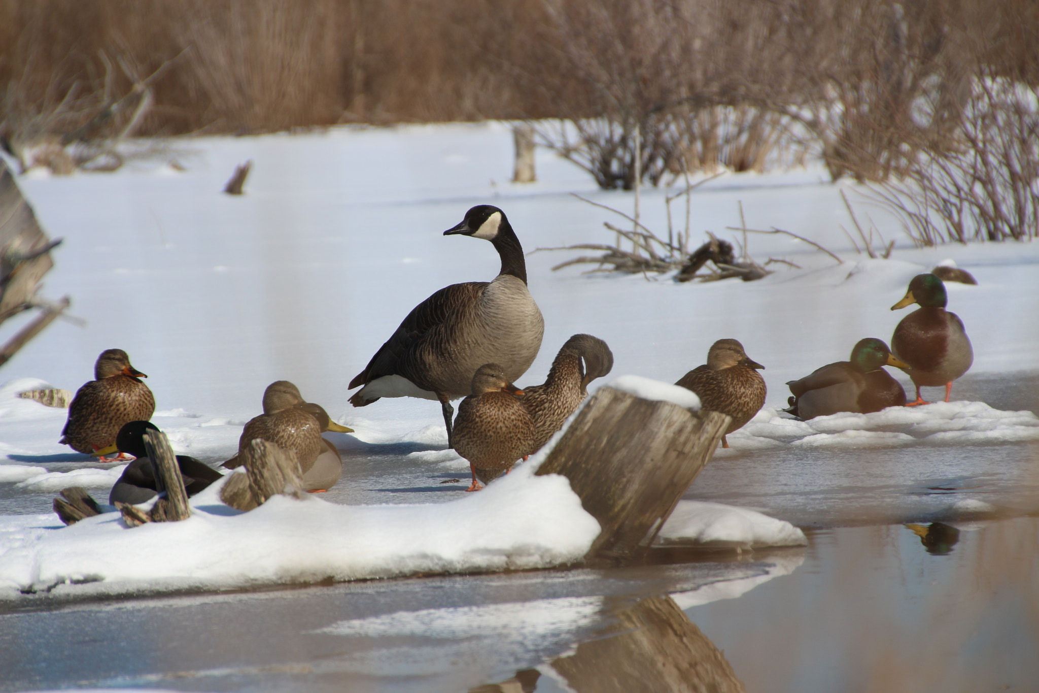 Canon EOS 650D (EOS Rebel T4i / EOS Kiss X6i) sample photo. Winter photography