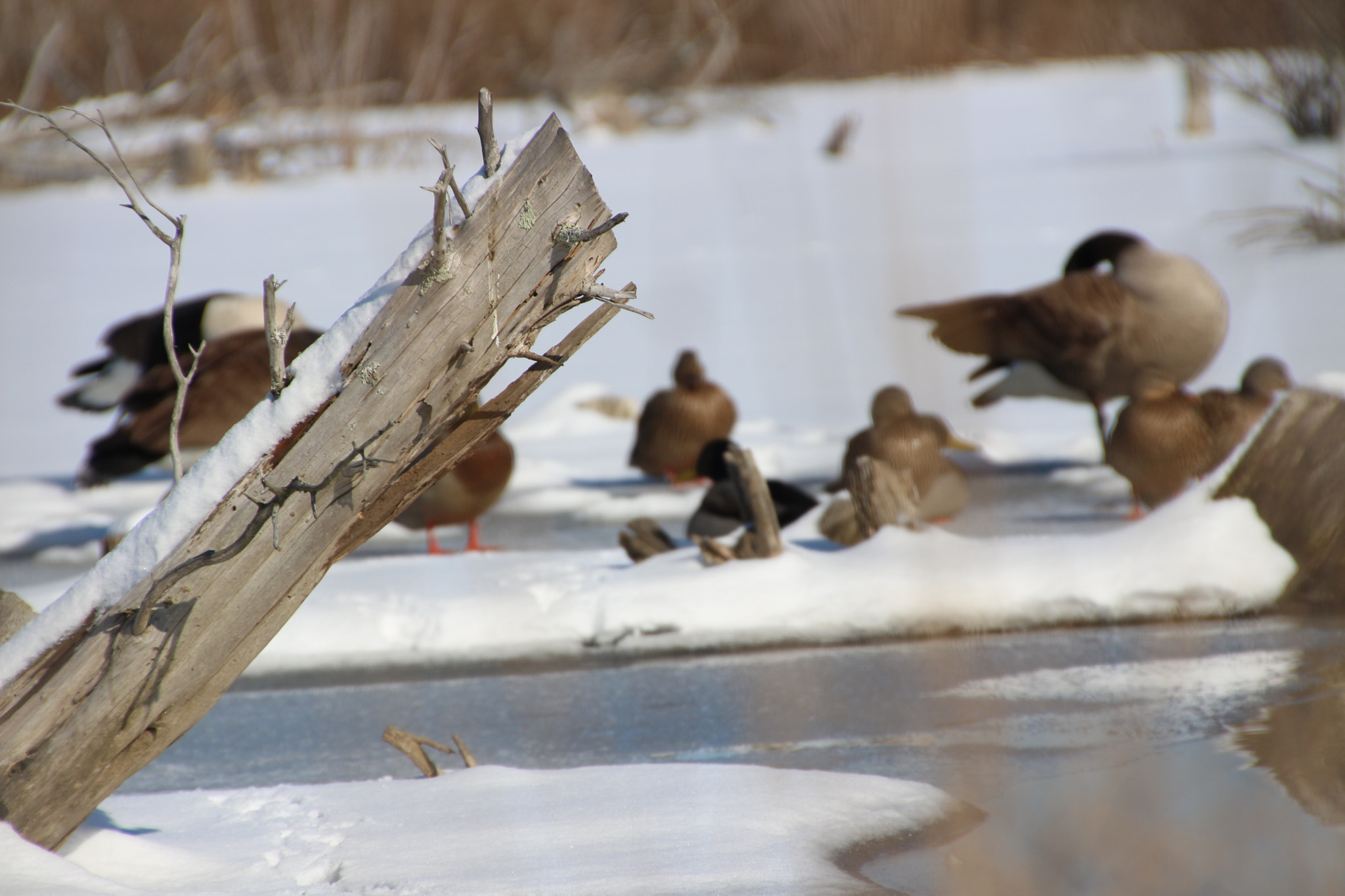 Canon EOS 650D (EOS Rebel T4i / EOS Kiss X6i) sample photo. Winter photography