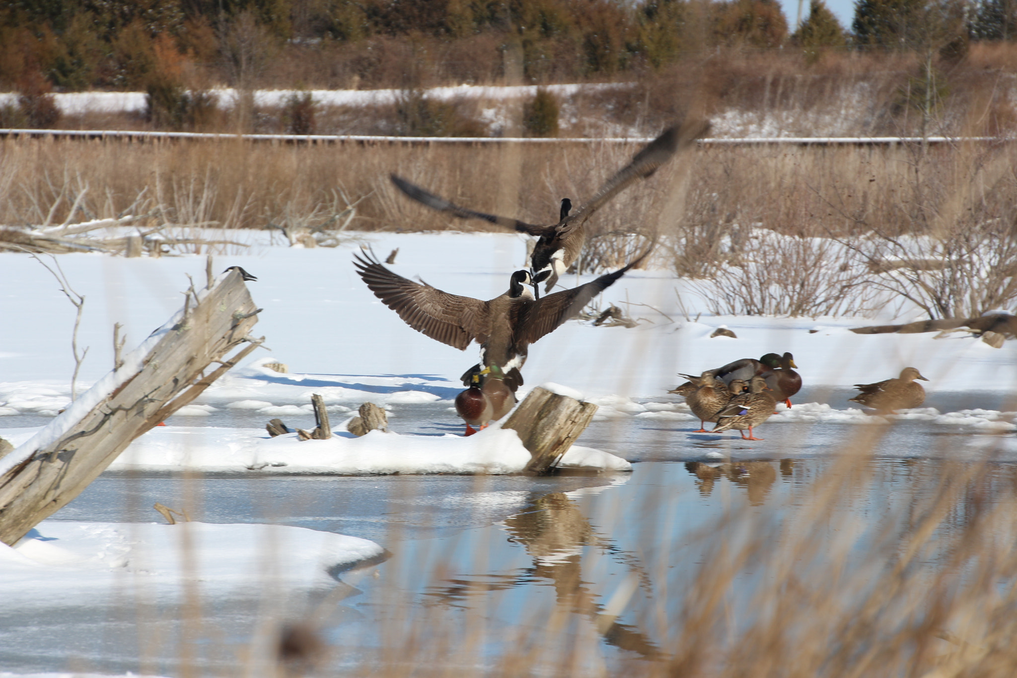 Canon EOS 650D (EOS Rebel T4i / EOS Kiss X6i) sample photo. Winter photography