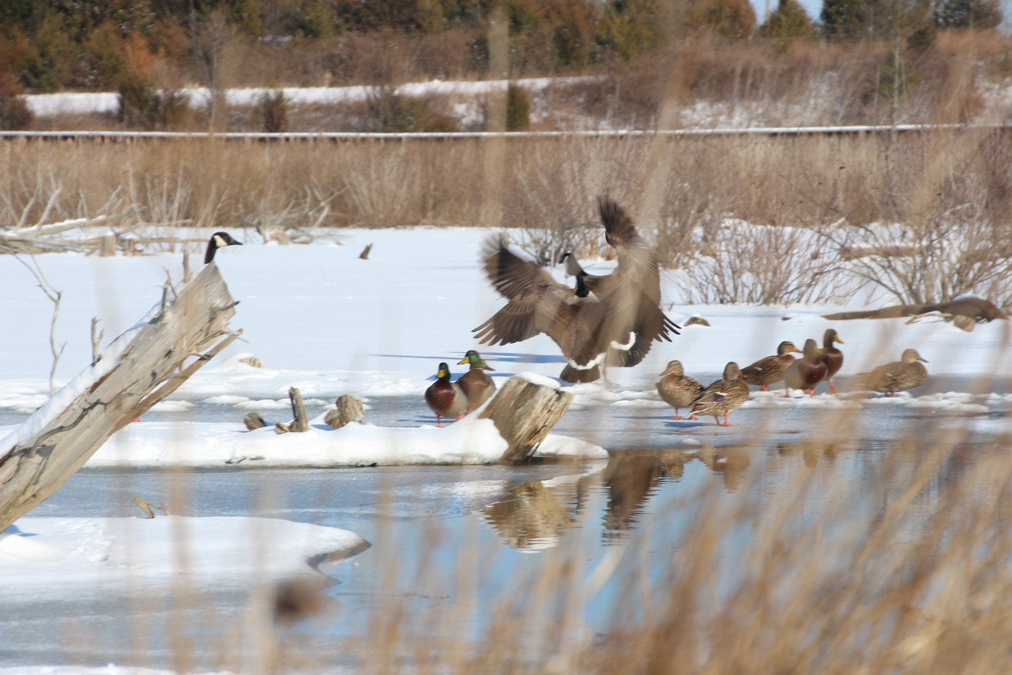 Canon EOS 650D (EOS Rebel T4i / EOS Kiss X6i) sample photo. Winter photography
