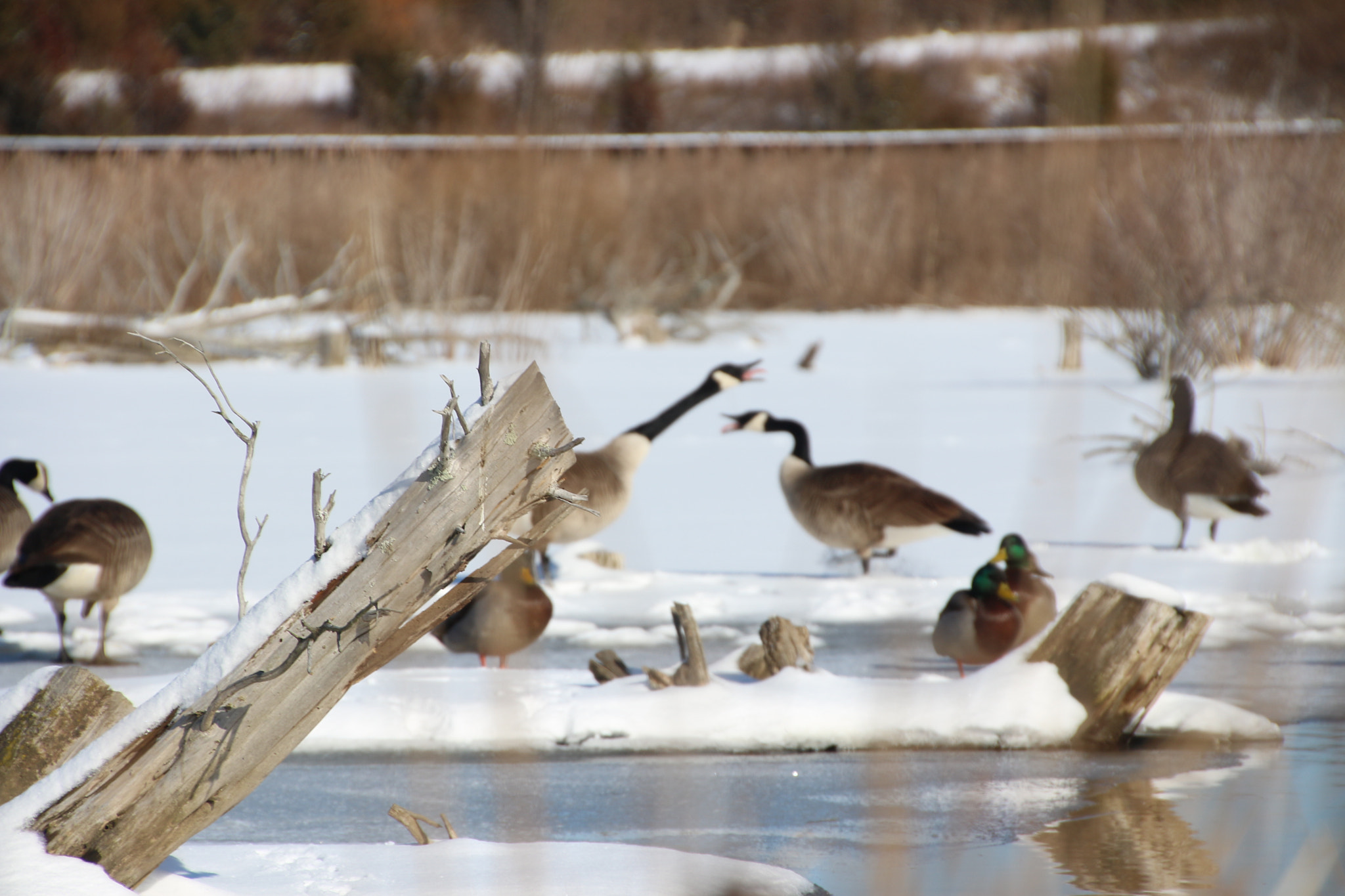 Canon EOS 650D (EOS Rebel T4i / EOS Kiss X6i) sample photo. Winter photography