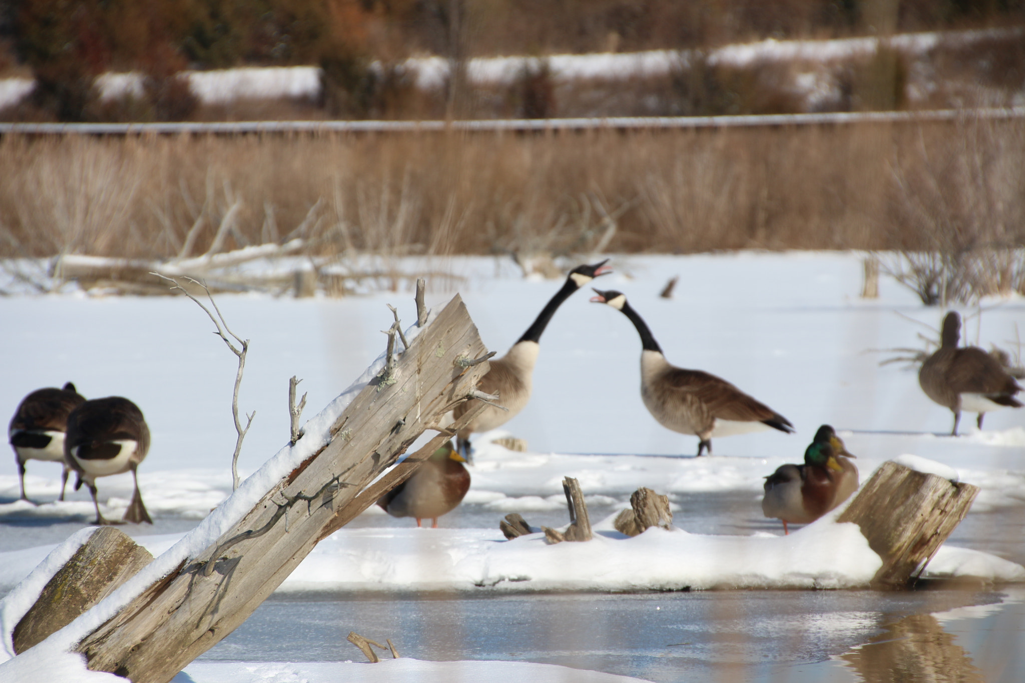 Canon EOS 650D (EOS Rebel T4i / EOS Kiss X6i) sample photo. Winter photography