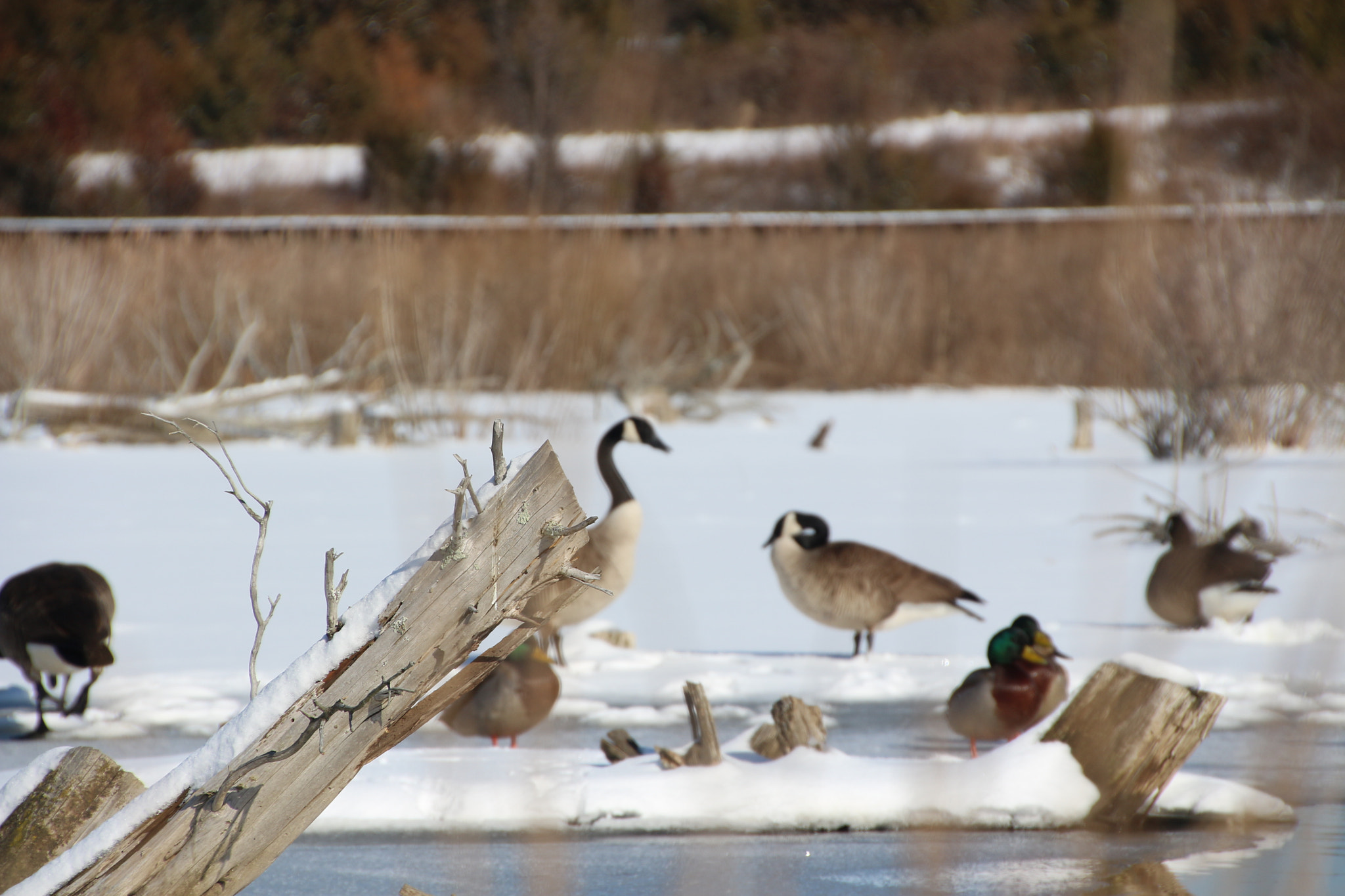 Canon EOS 650D (EOS Rebel T4i / EOS Kiss X6i) sample photo. Winter photography