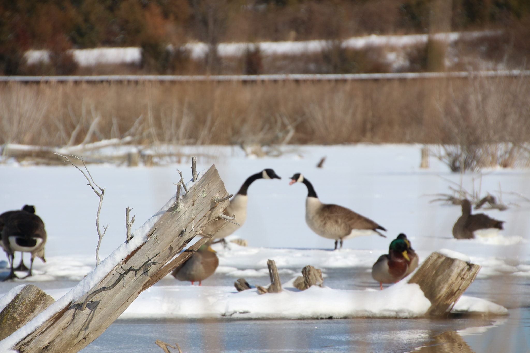 Canon EOS 650D (EOS Rebel T4i / EOS Kiss X6i) sample photo. Winter photography