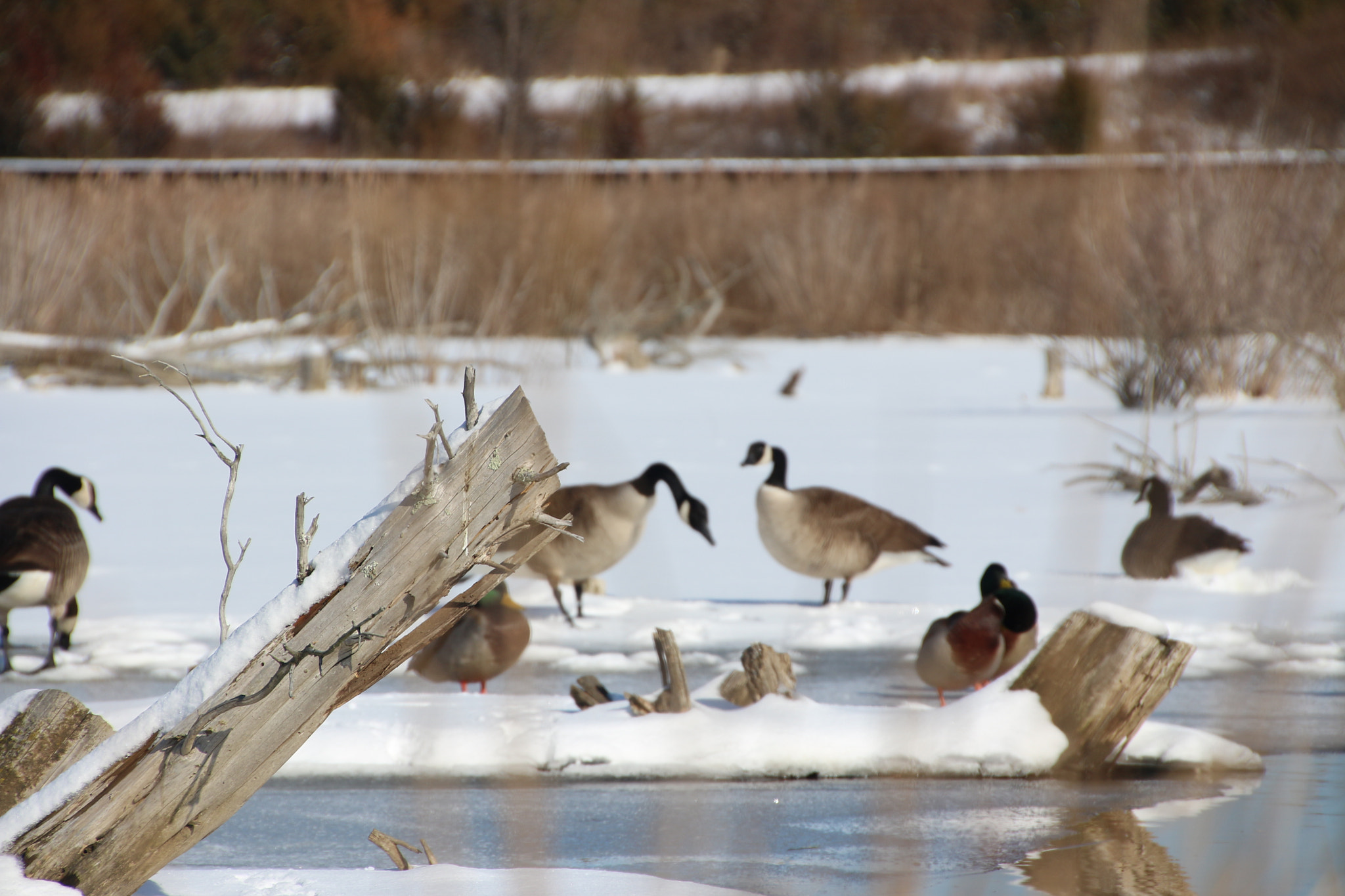 Canon EOS 650D (EOS Rebel T4i / EOS Kiss X6i) sample photo. Winter photography