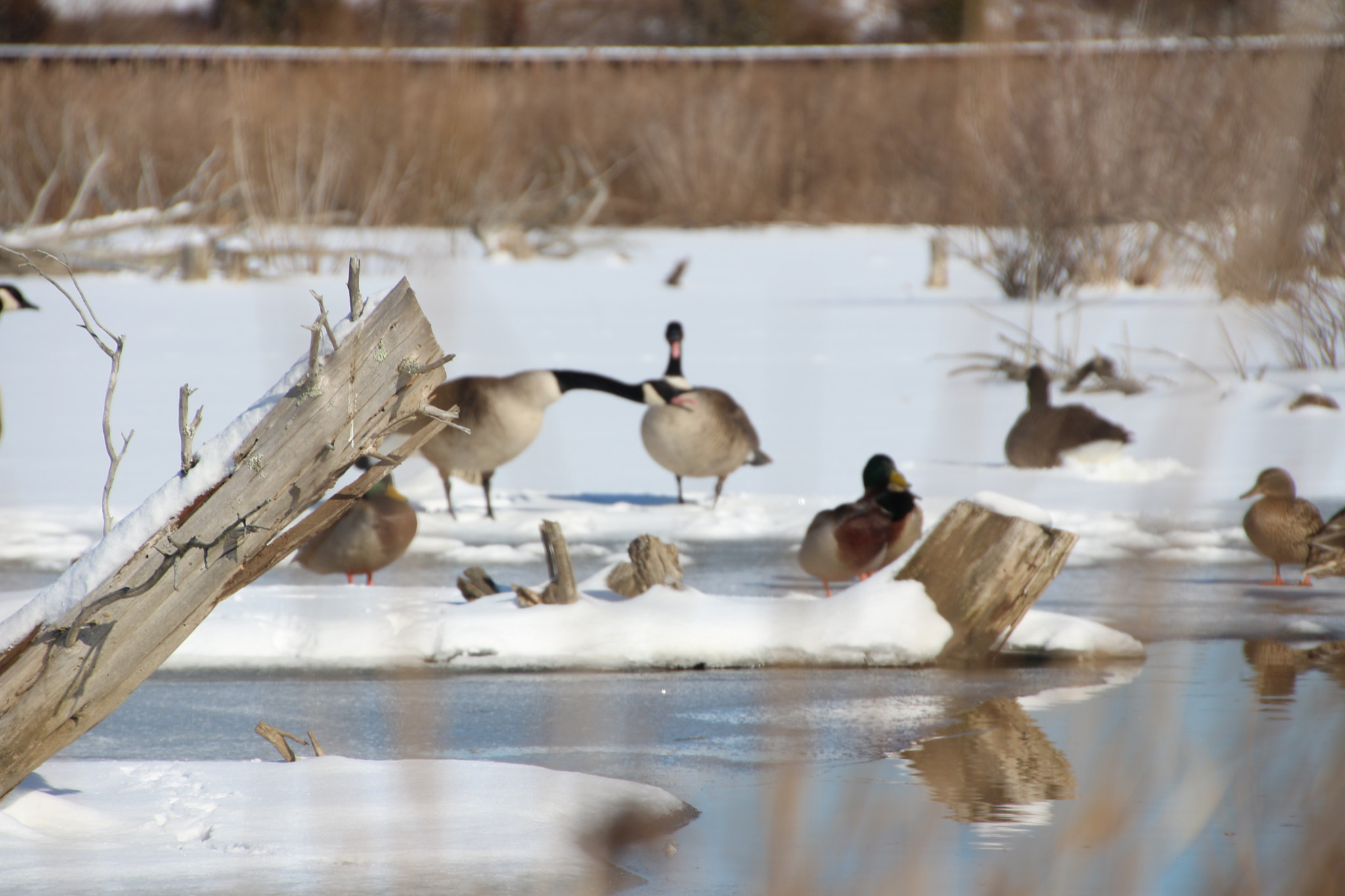 Canon EOS 650D (EOS Rebel T4i / EOS Kiss X6i) sample photo. Winter photography