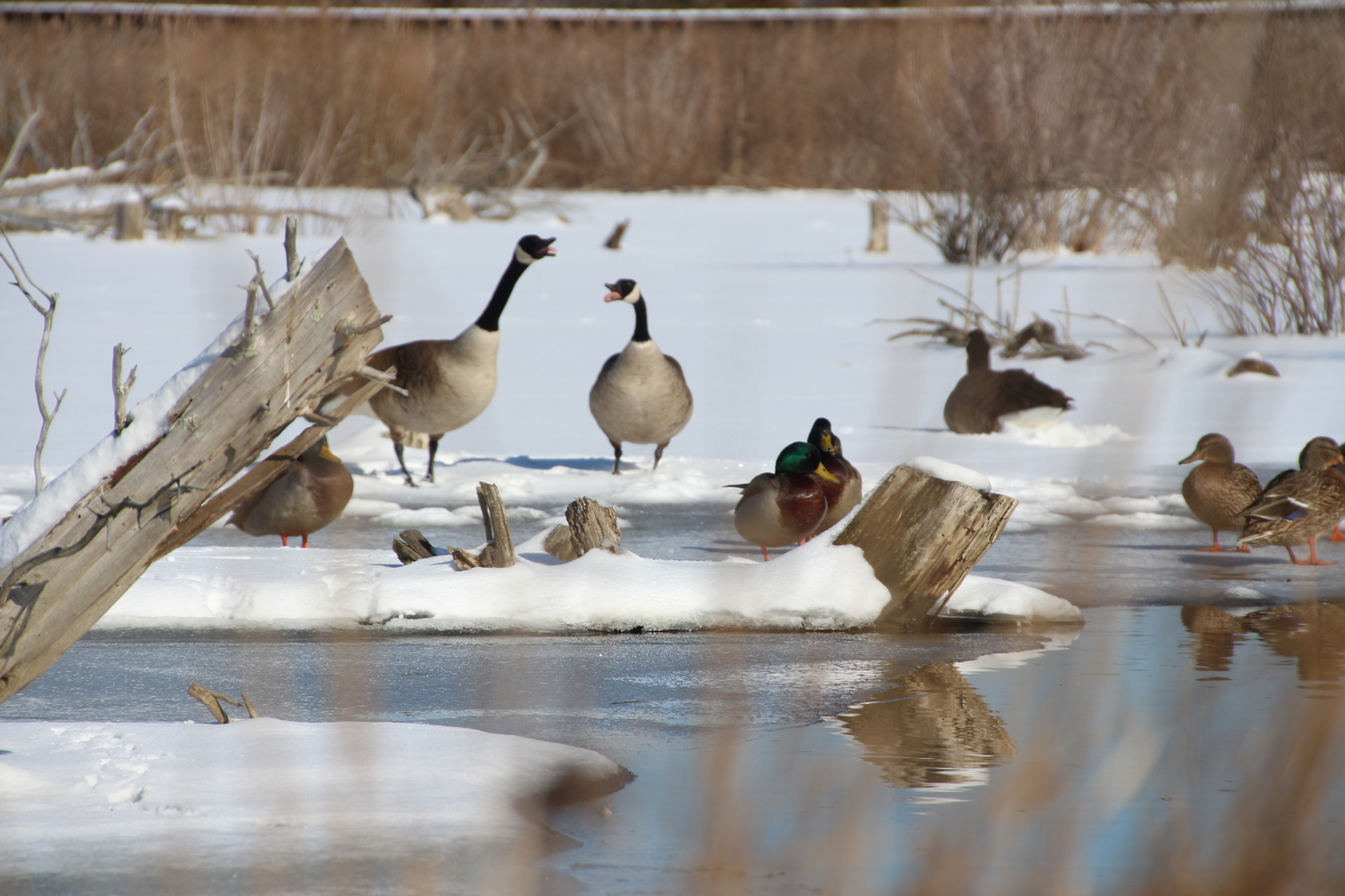Canon EOS 650D (EOS Rebel T4i / EOS Kiss X6i) sample photo. Winter photography