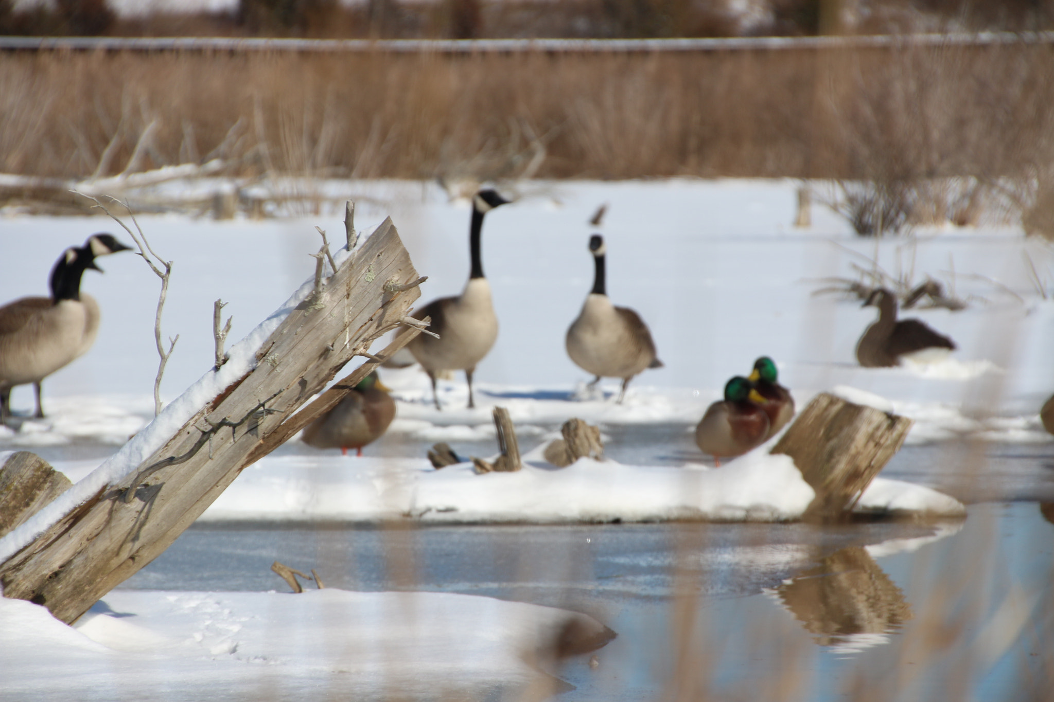Canon EOS 650D (EOS Rebel T4i / EOS Kiss X6i) sample photo. Winter photography