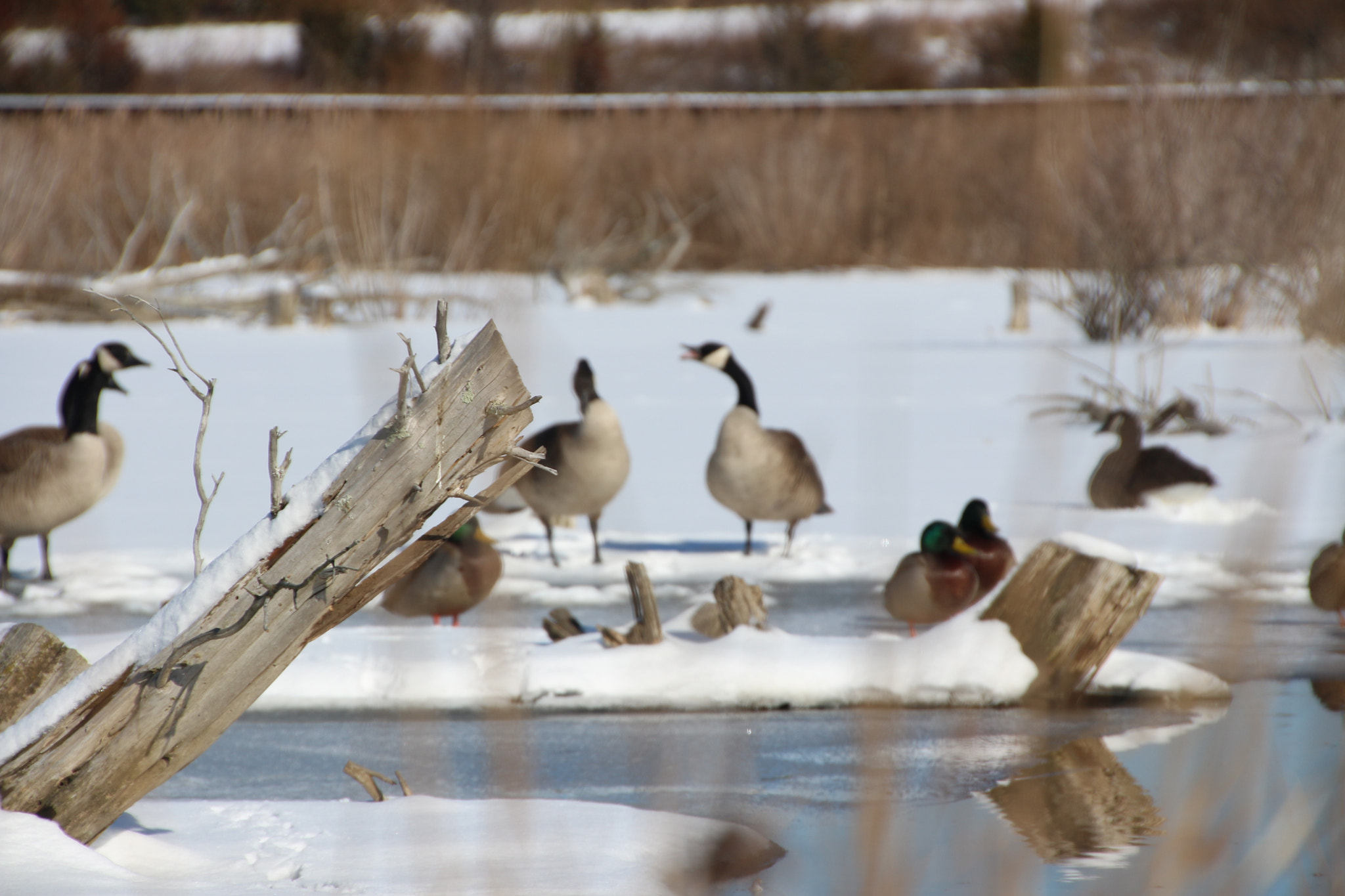 Canon EOS 650D (EOS Rebel T4i / EOS Kiss X6i) sample photo. Winter photography