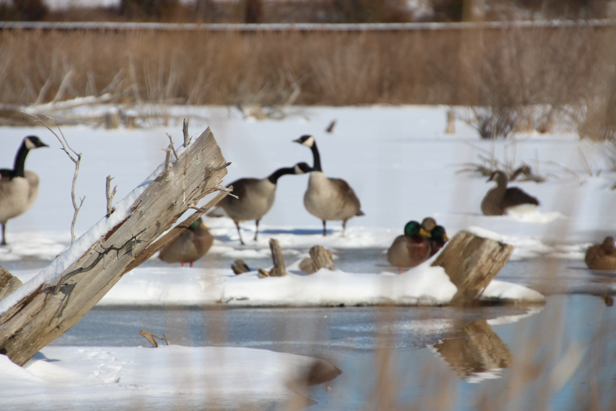 Canon EOS 650D (EOS Rebel T4i / EOS Kiss X6i) sample photo. Winter photography