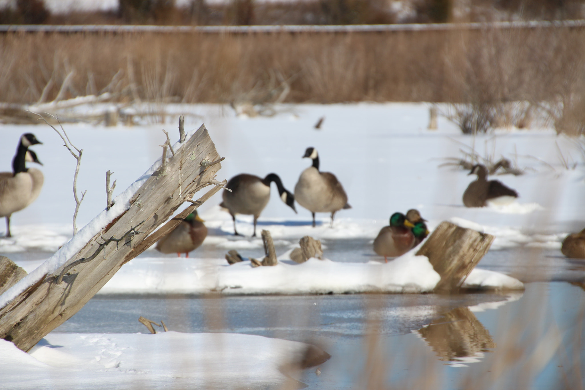 Canon EOS 650D (EOS Rebel T4i / EOS Kiss X6i) sample photo. Winter photography