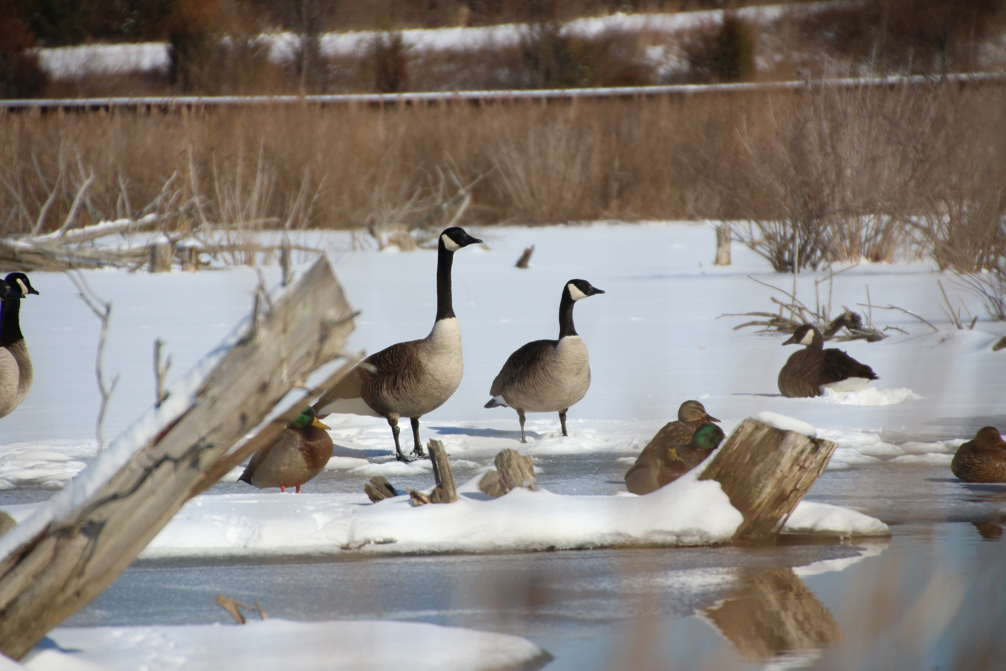 Canon EOS 650D (EOS Rebel T4i / EOS Kiss X6i) sample photo. Winter photography