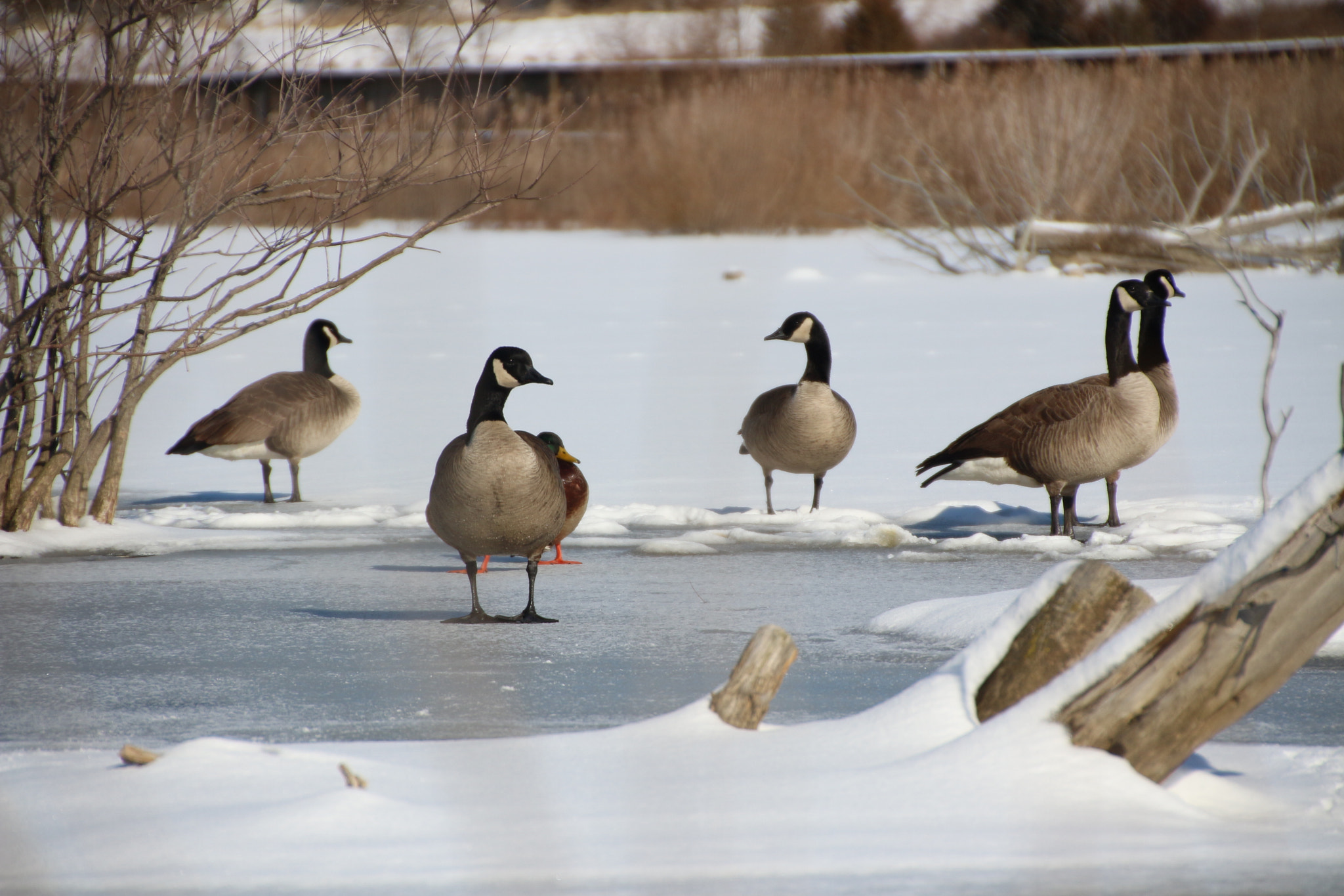 Canon EOS 650D (EOS Rebel T4i / EOS Kiss X6i) sample photo. Winter photography