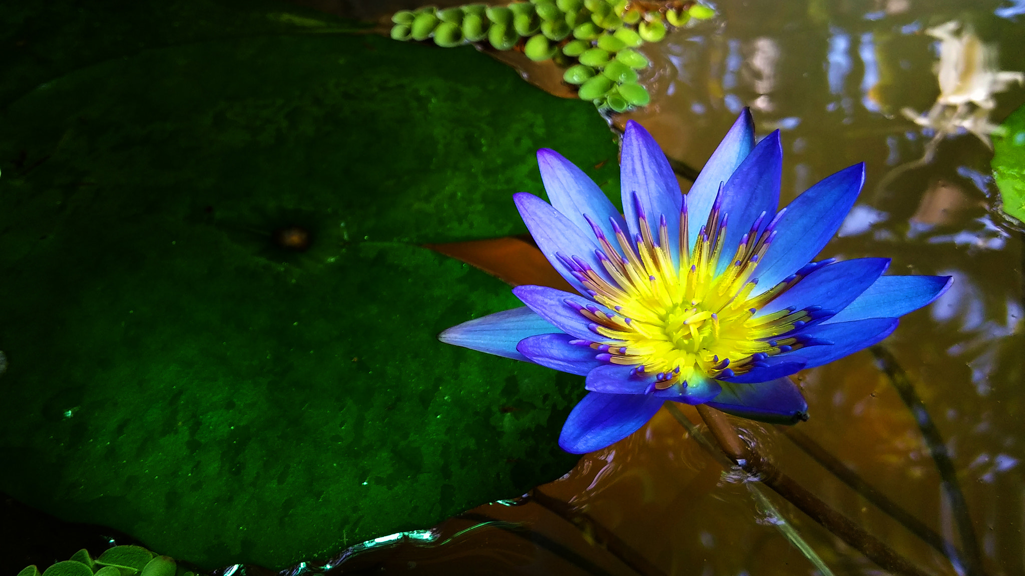 LG G Pro2 sample photo