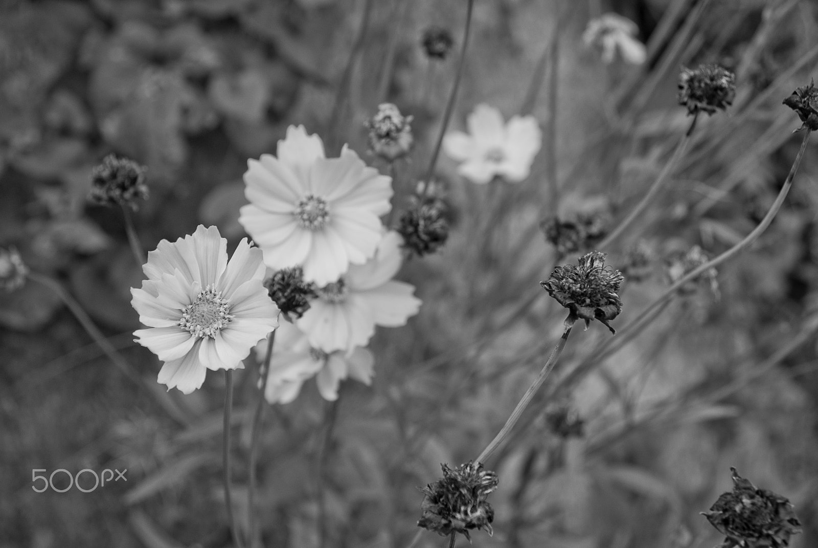 Sony Alpha DSLR-A330 sample photo. Bokeh photography