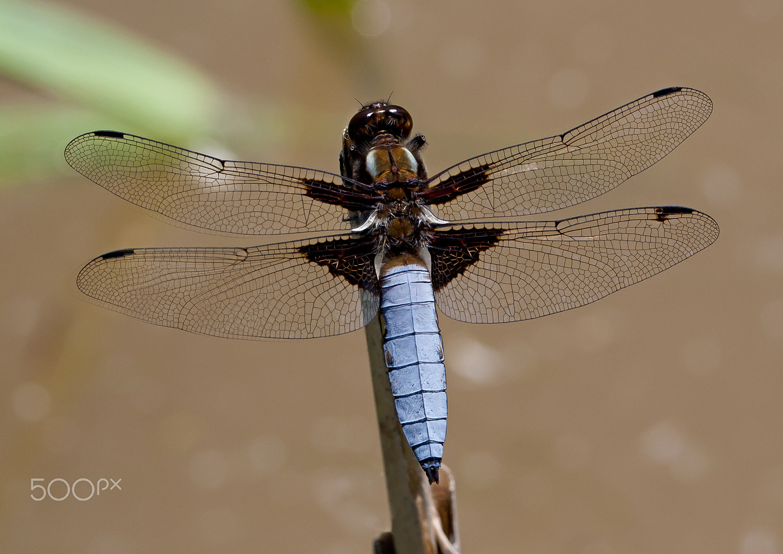 Canon EOS 450D (EOS Rebel XSi / EOS Kiss X2) + Canon EF 100mm F2.8L Macro IS USM sample photo. Dragonfly on the stalk photography