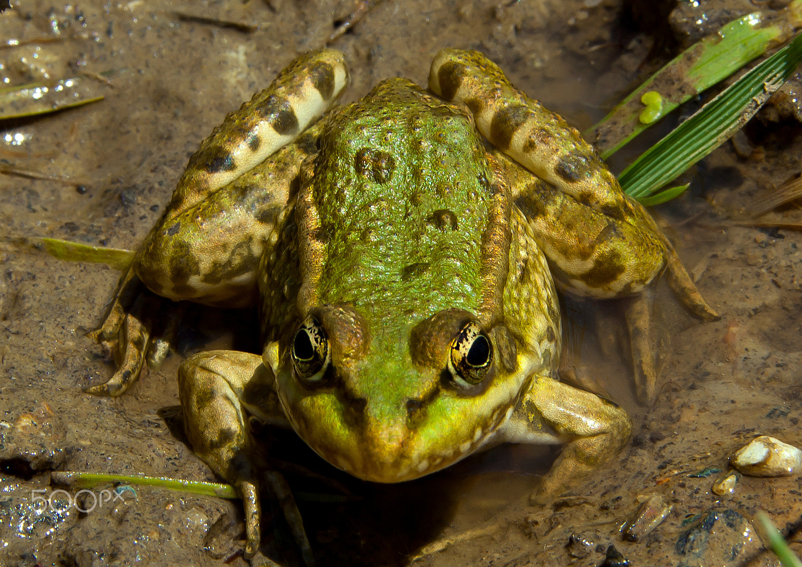 Canon EOS 450D (EOS Rebel XSi / EOS Kiss X2) + Canon EF 100mm F2.8L Macro IS USM sample photo. Green frog photography