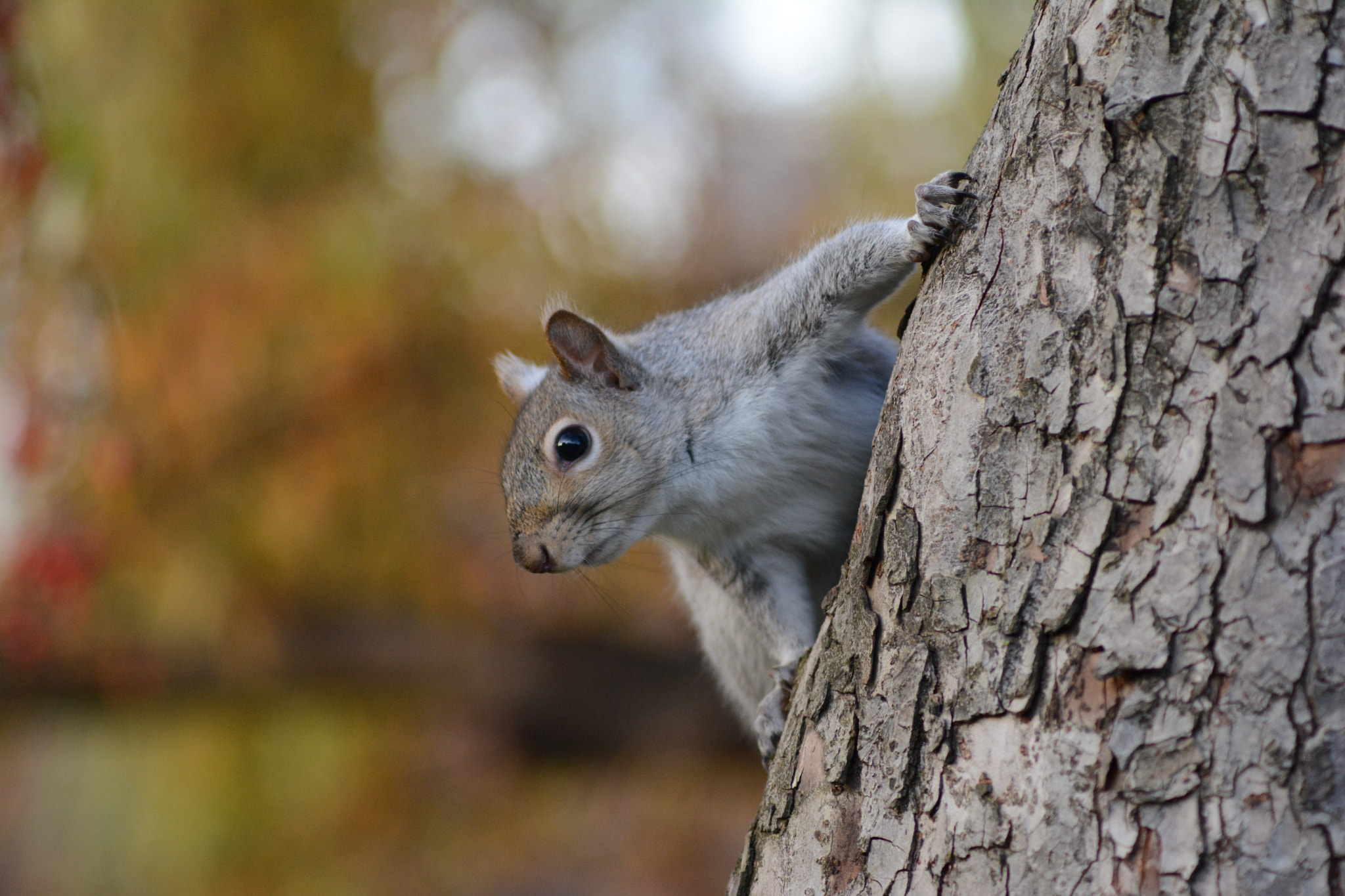 Nikon D7100 + AF Zoom-Nikkor 70-210mm f/4 sample photo. Peek a boo photography