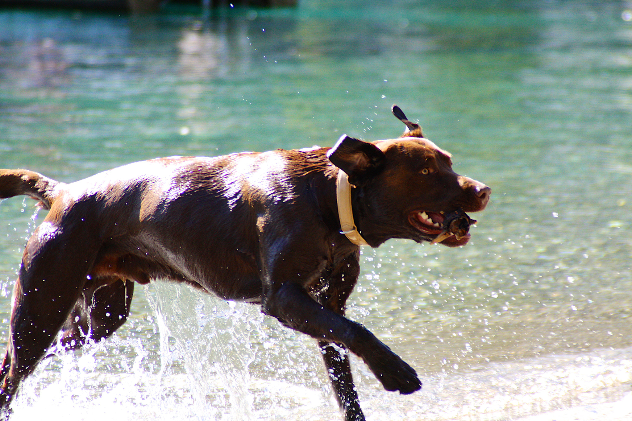 Canon EOS 450D (EOS Rebel XSi / EOS Kiss X2) + Tamron AF 28-200mm F3.8-5.6 XR Di Aspherical (IF) Macro sample photo. Brown dog retrieving a ball from the water photography