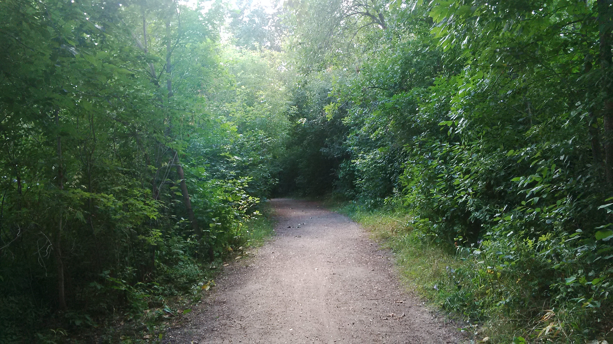 BlackBerry Q5 sample photo. Down the forest path photography