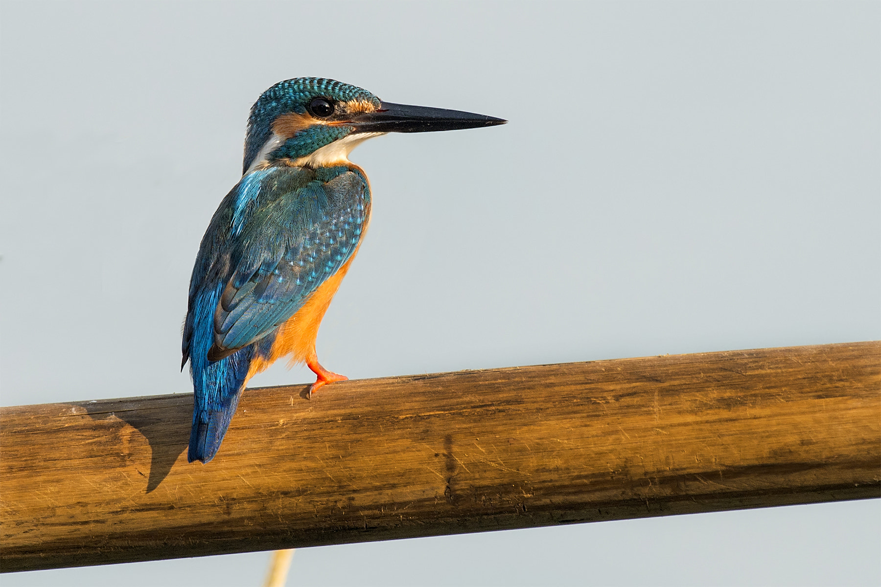 Nikon D800 + Sigma 500mm F4.5 EX DG HSM sample photo. Small blue kingfisher photography