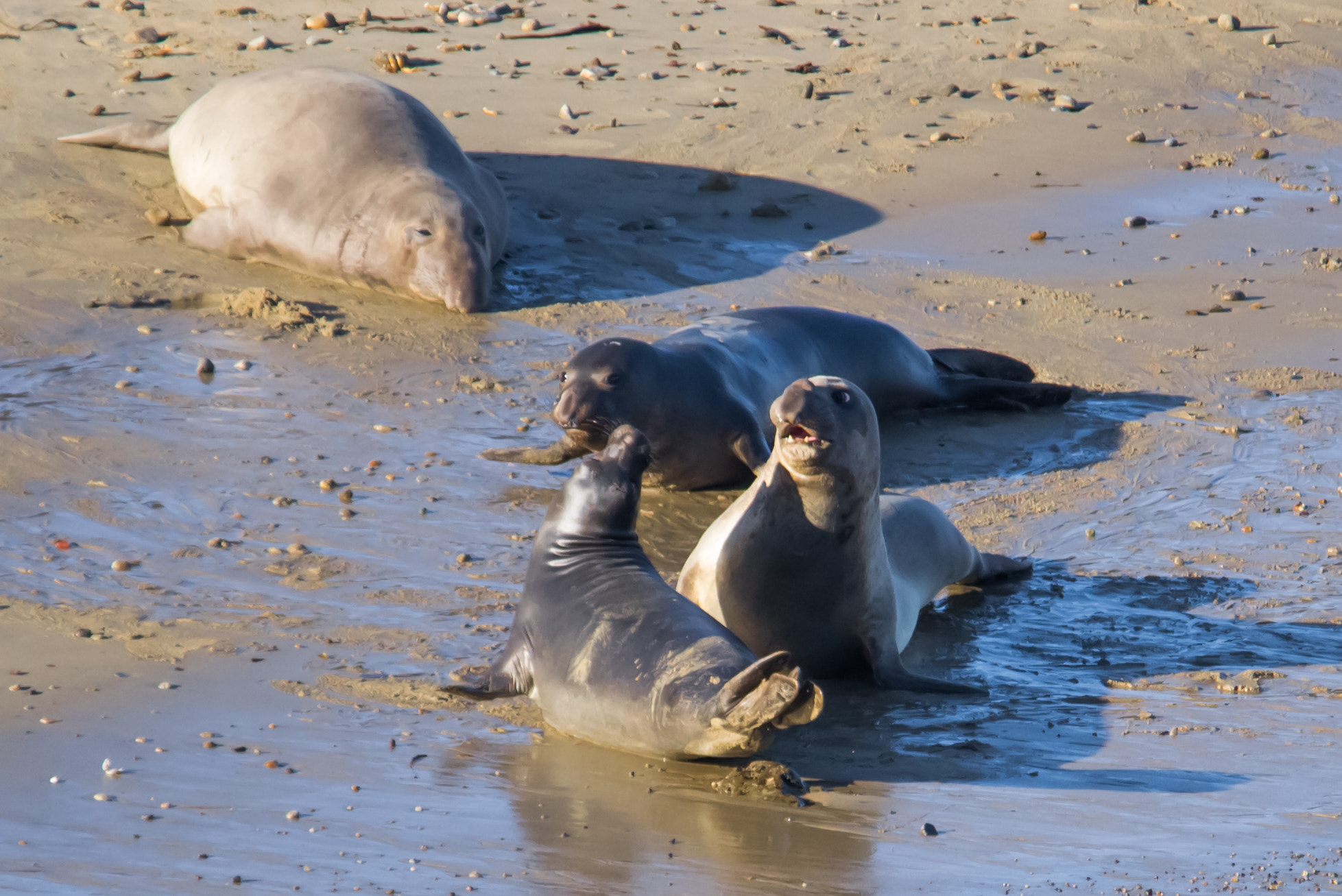 Sigma 150-500mm F5-6.3 DG OS HSM sample photo. Sea lions -2 photography