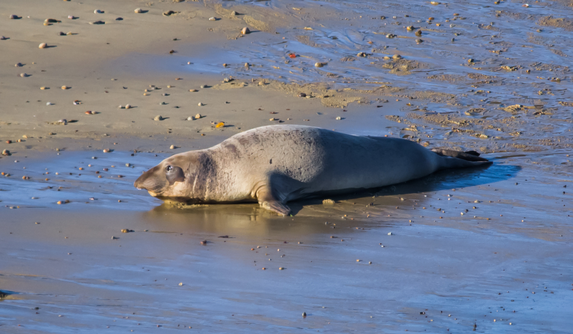Sigma 150-500mm F5-6.3 DG OS HSM sample photo. Sea lion - 3 photography