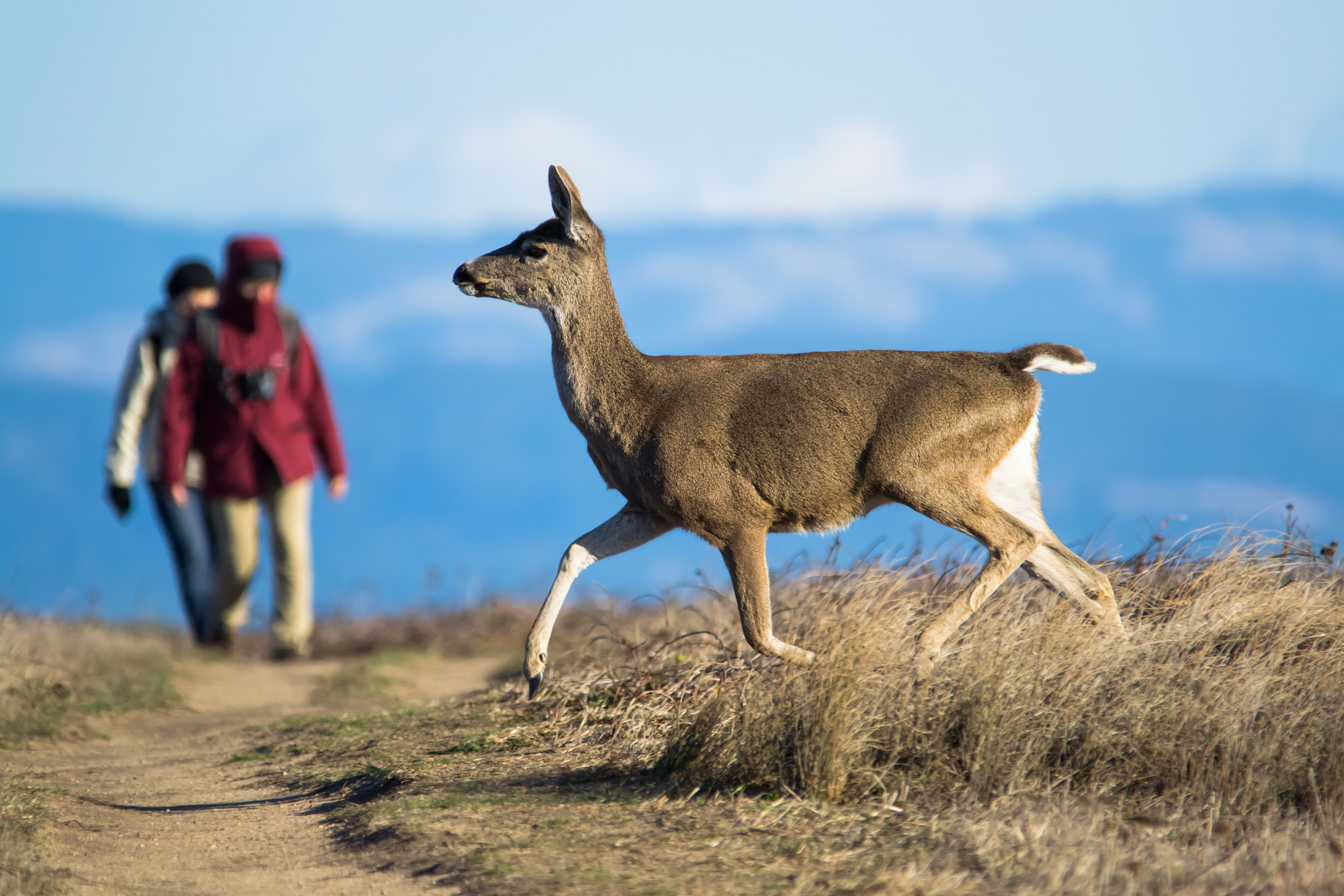 Sigma 150-500mm F5-6.3 DG OS HSM sample photo. Deer photography