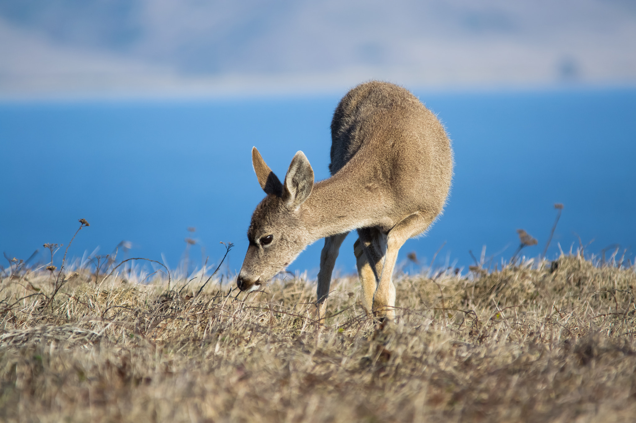 Sigma 150-500mm F5-6.3 DG OS HSM sample photo. Deer -2 photography
