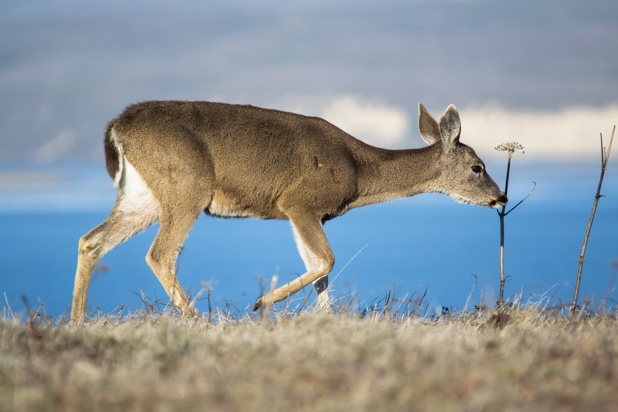 Sigma 150-500mm F5-6.3 DG OS HSM sample photo. Deer - 3 photography