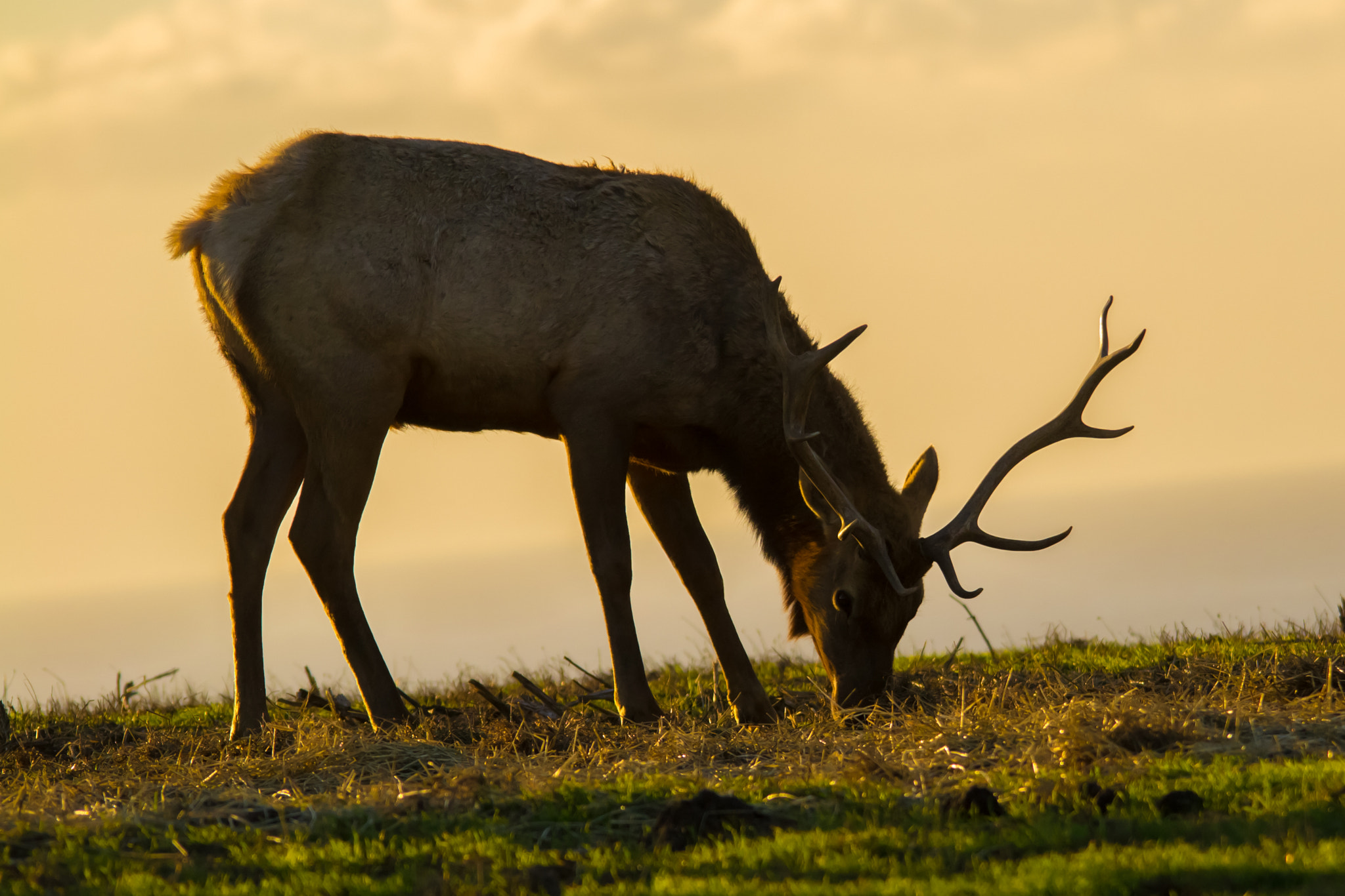 Sigma 150-500mm F5-6.3 DG OS HSM sample photo. At sunset - tule elk - 3 photography