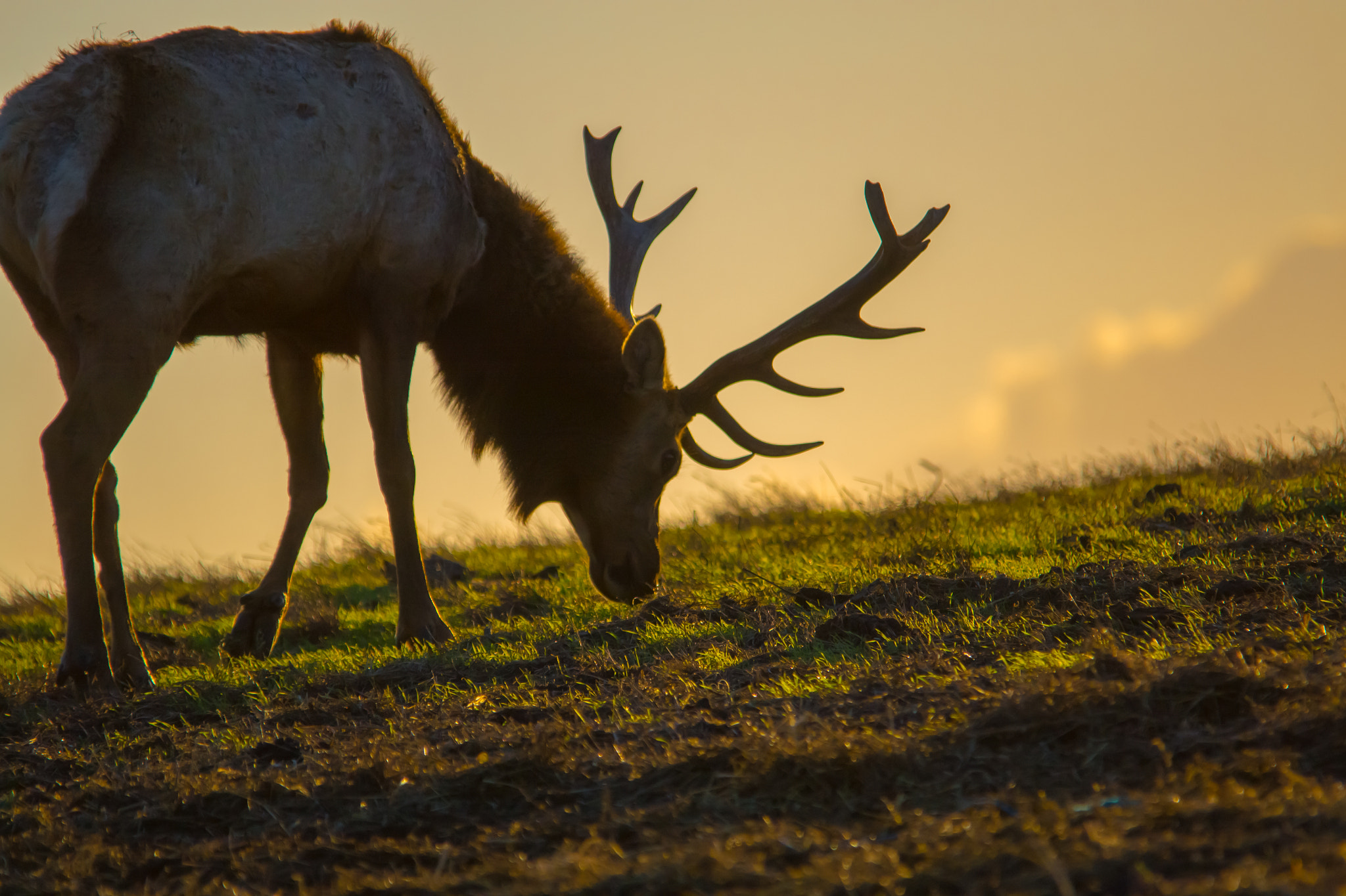 Sigma 150-500mm F5-6.3 DG OS HSM sample photo. At sunset - tule elk - 4 photography