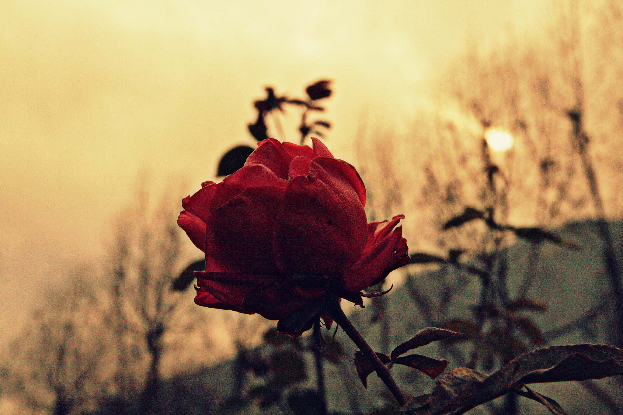 Canon EF-S 17-55mm F2.8 IS USM sample photo. Rose photography