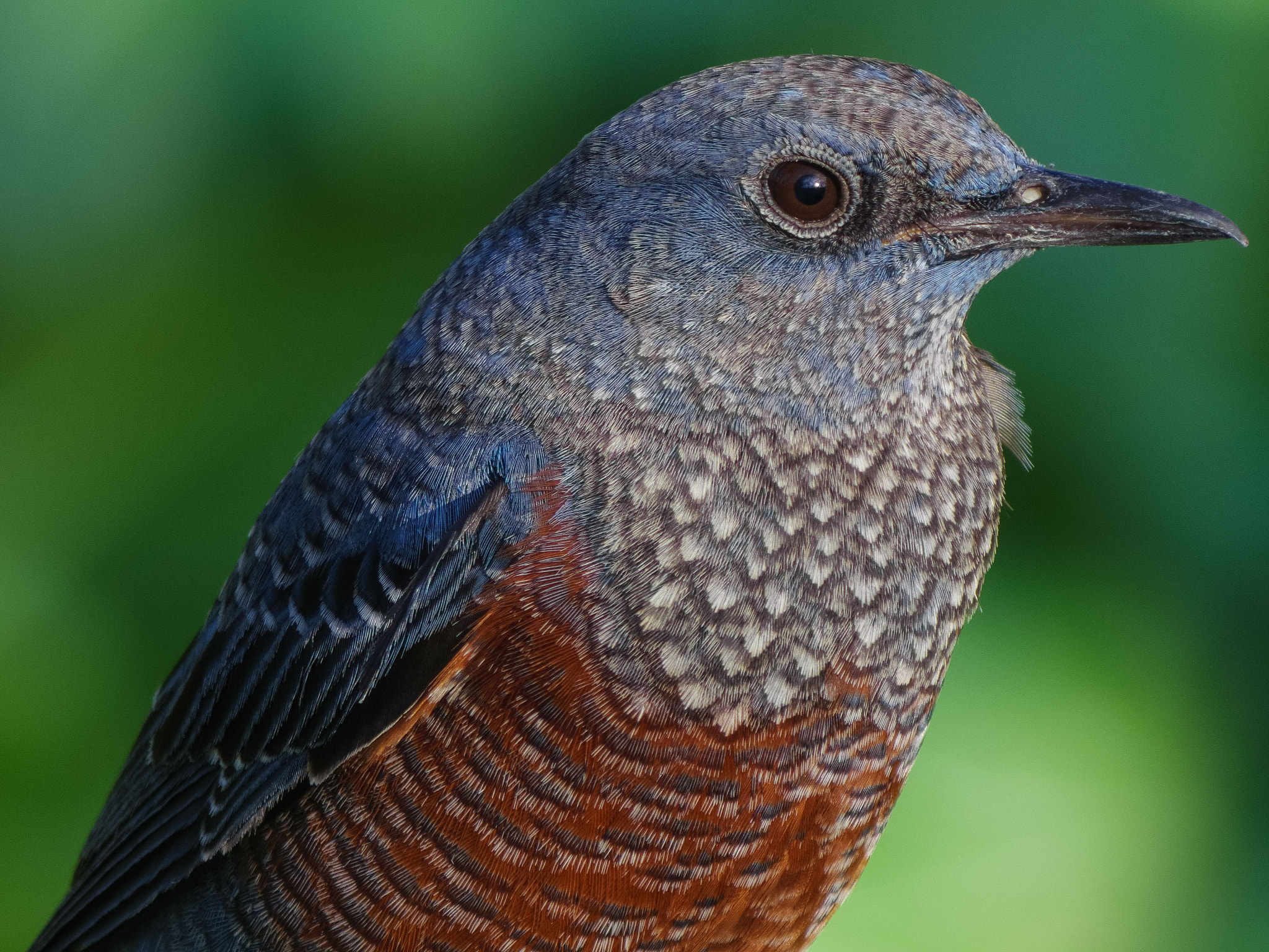 Pentax Q7 + Pentax Q Manual Lens sample photo. Blue rock thrush photography