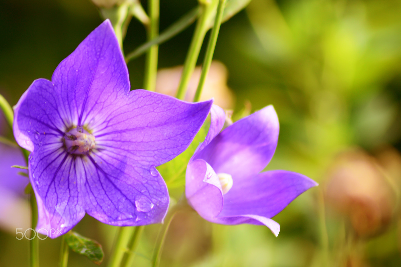 AF Zoom-Nikkor 35-80mm f/4-5.6D + 2x sample photo. The purple (1) photography