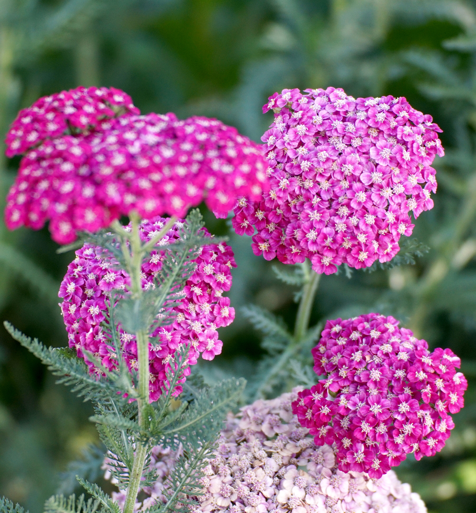 Tamron SP 70-300mm F4-5.6 Di USD sample photo. Purple passion photography