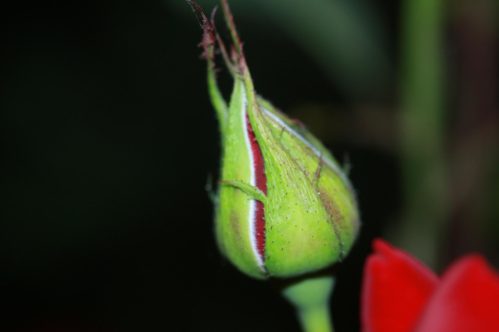 Canon EF-S 60mm F2.8 Macro USM sample photo. Rosebud photography